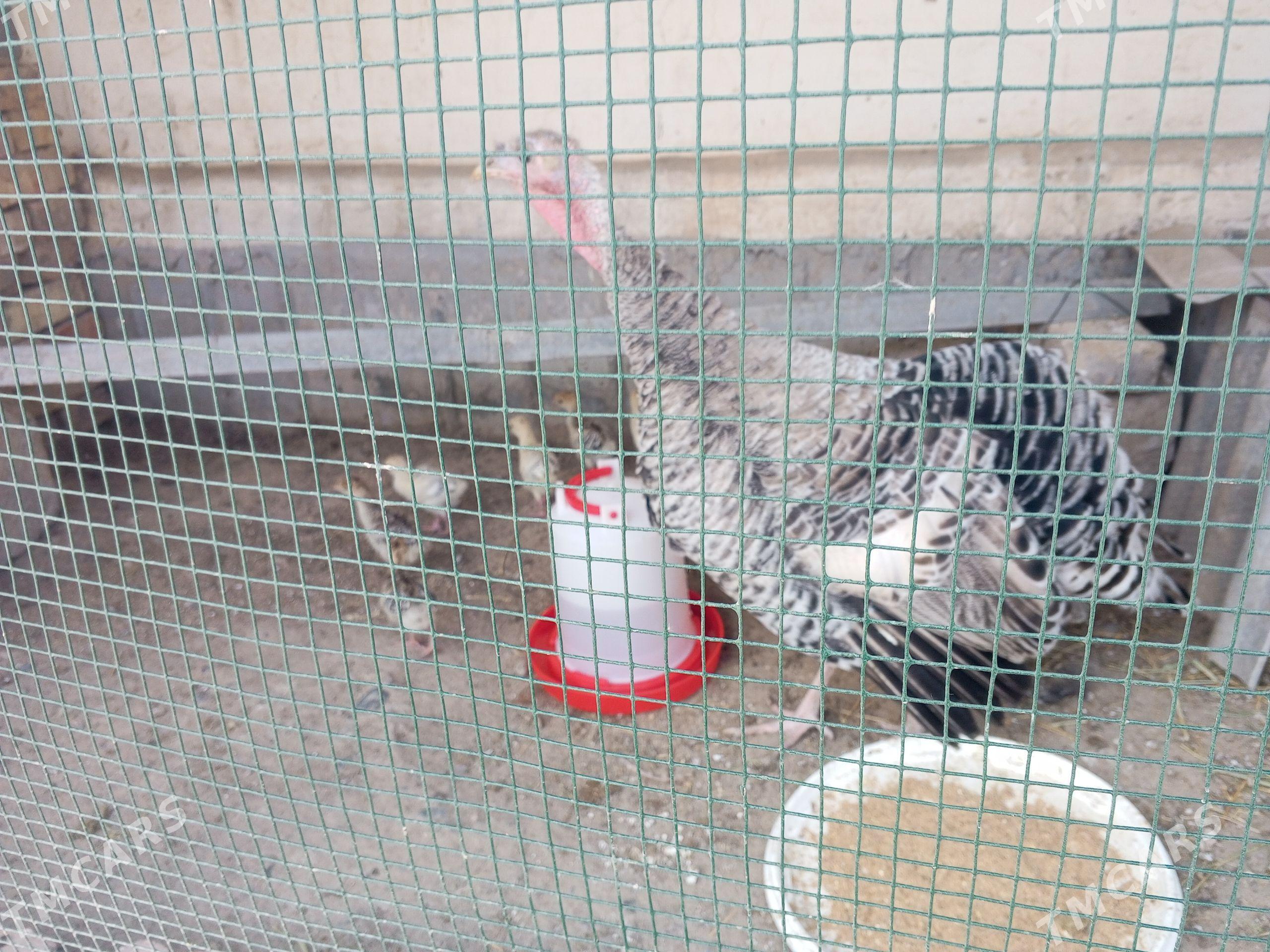 induk jujesi - Гёкдже - img 1