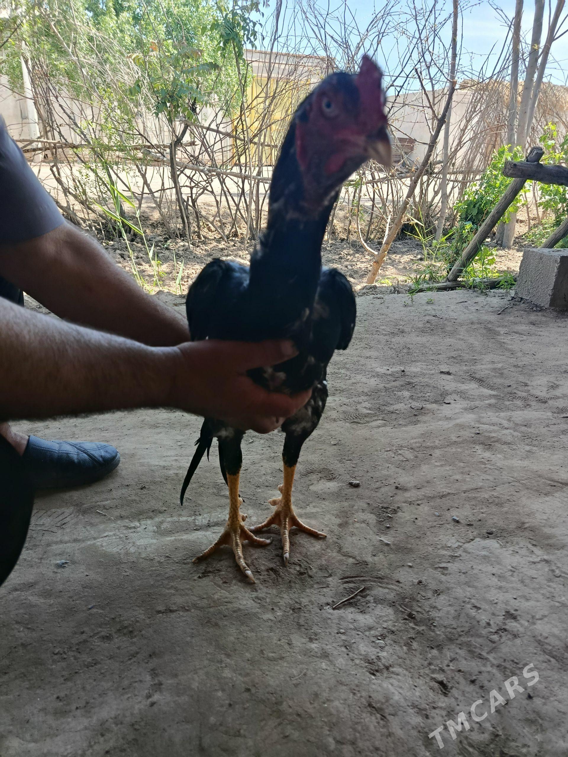 özbek horaz - Гурбансолтан Едже - img 1