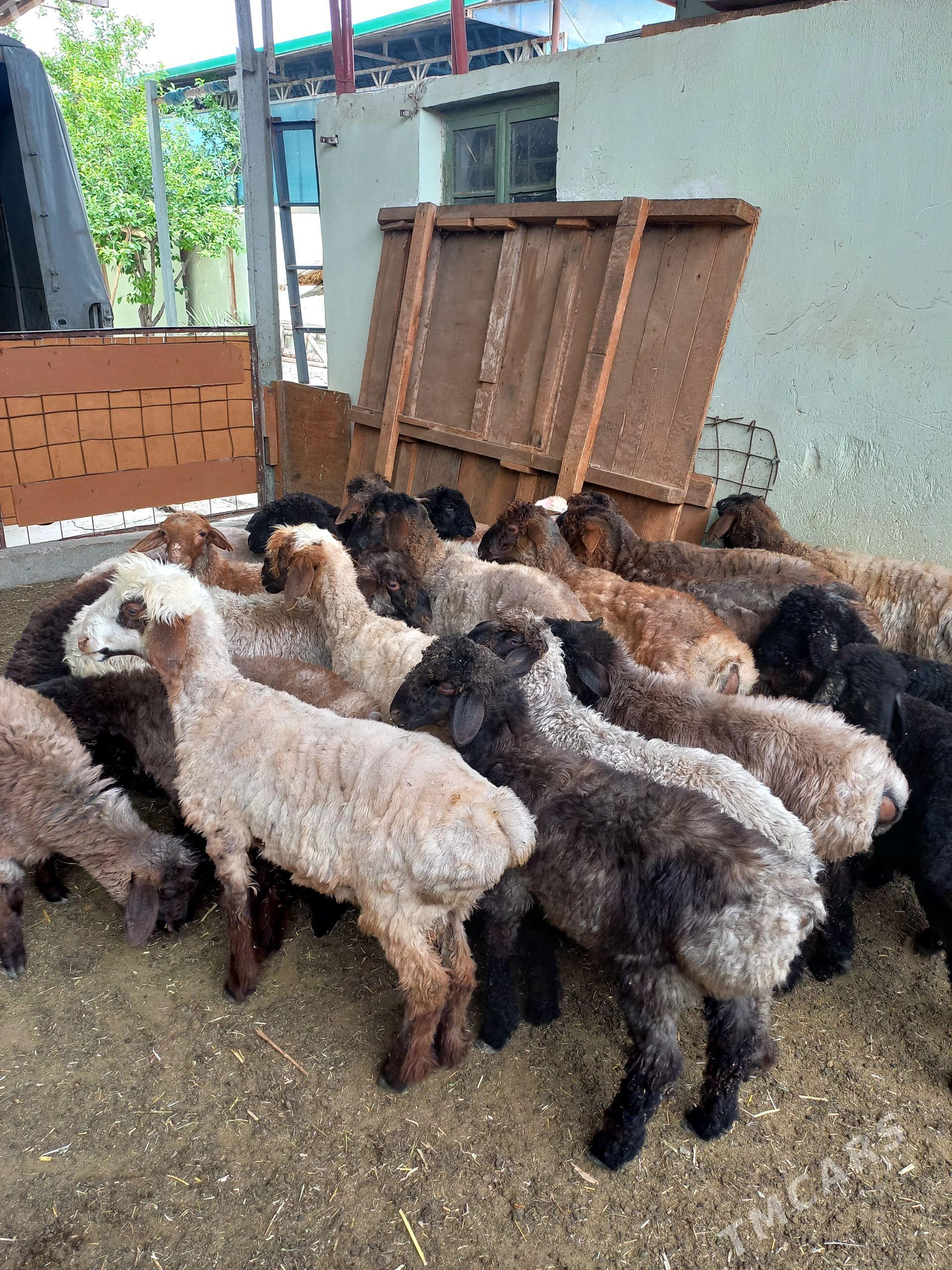 Bakylan İşşekler Tokgullar - Hitrowka - img 1