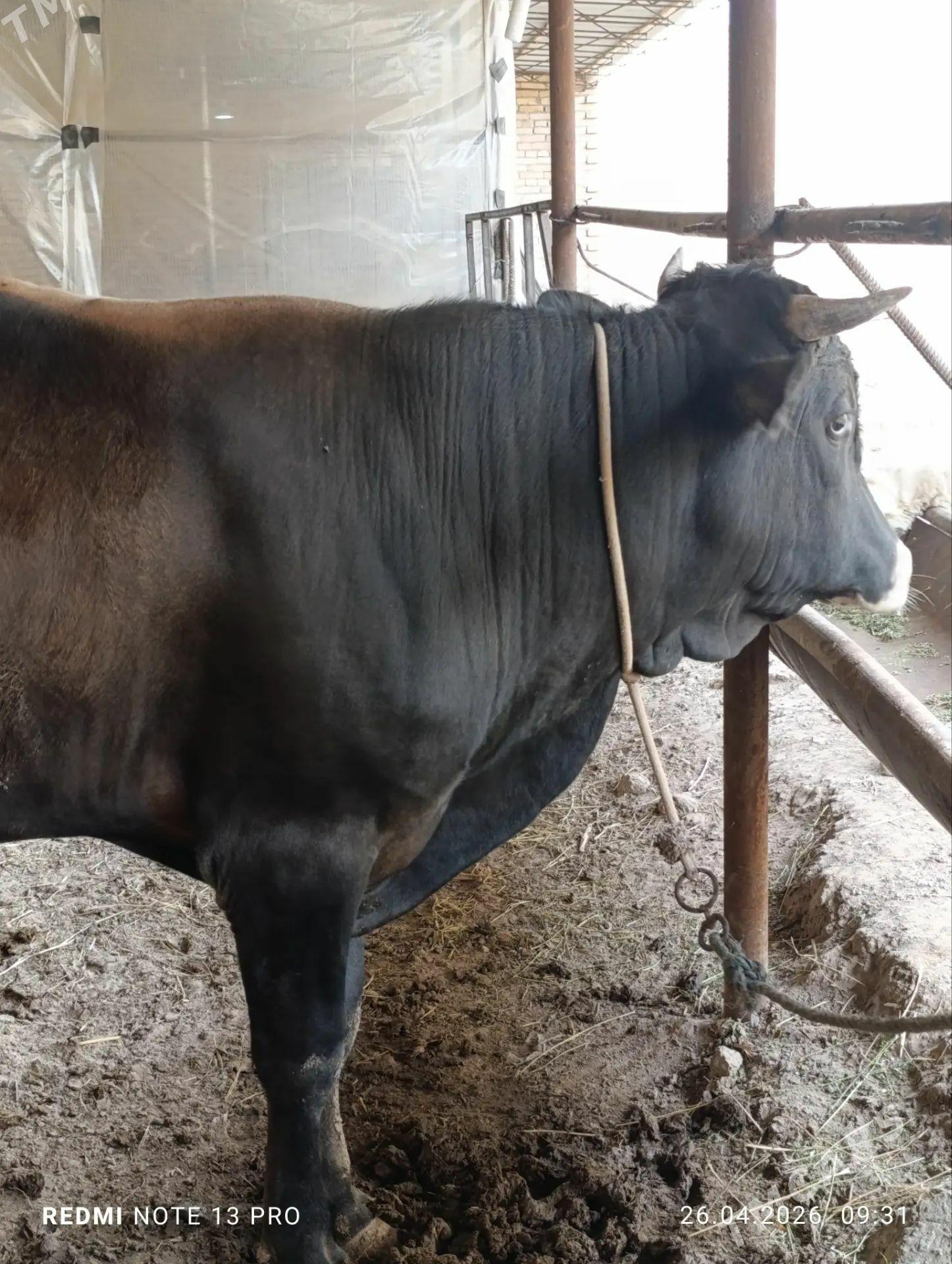 Şwet Öküz - Туркменабат - img 1