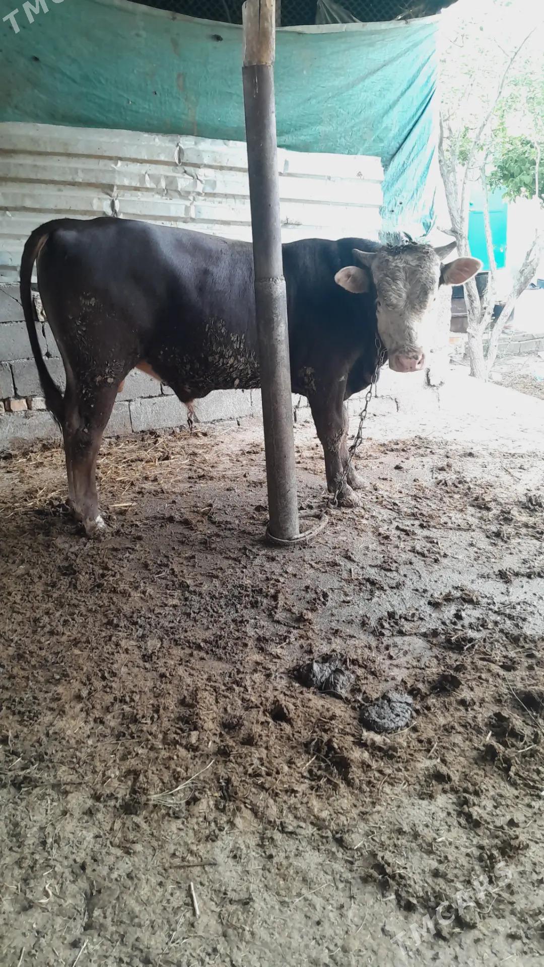 2 öküz - Гызыларбат - img 1