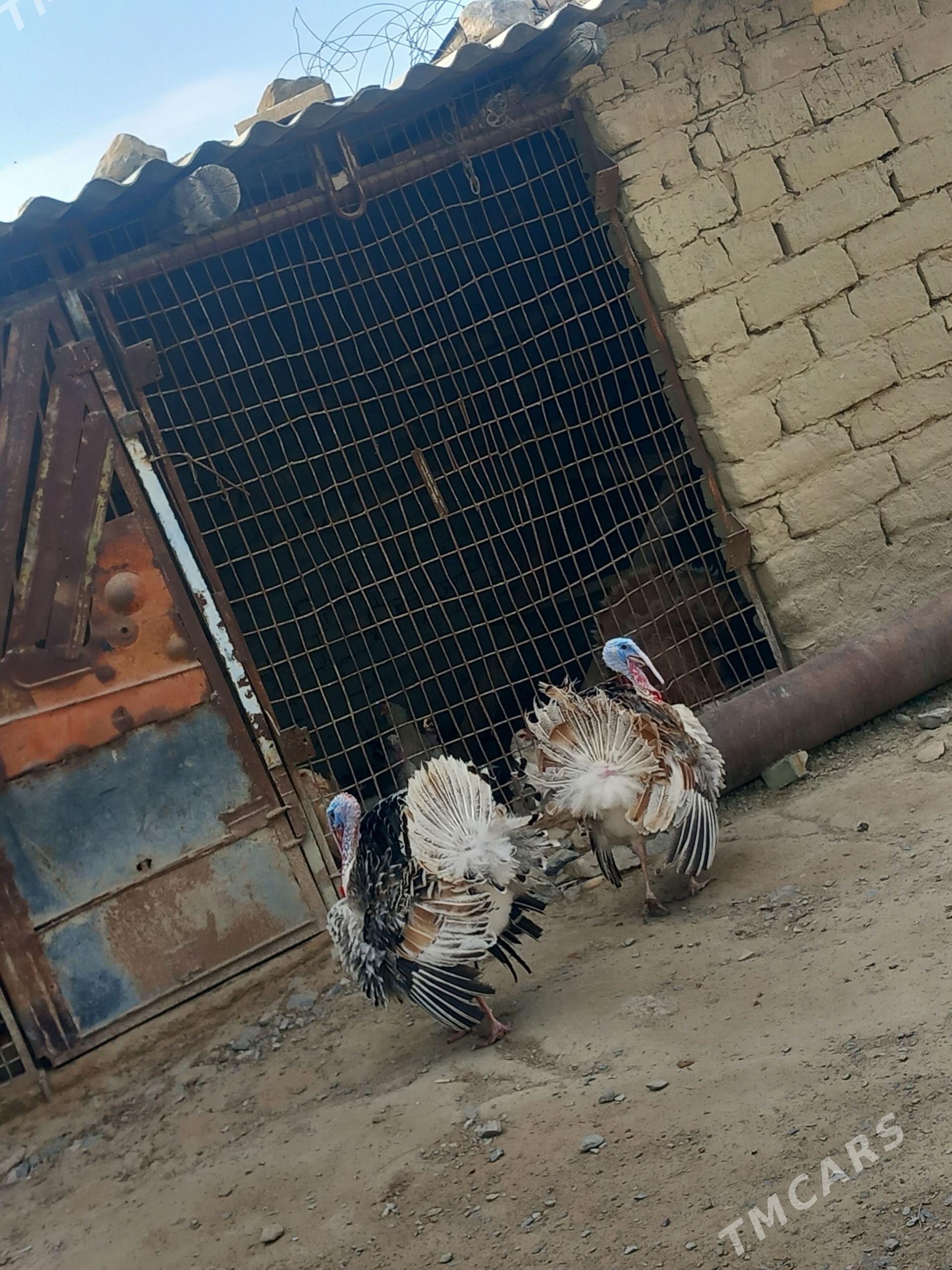 Induklar - Бахарден - img 1