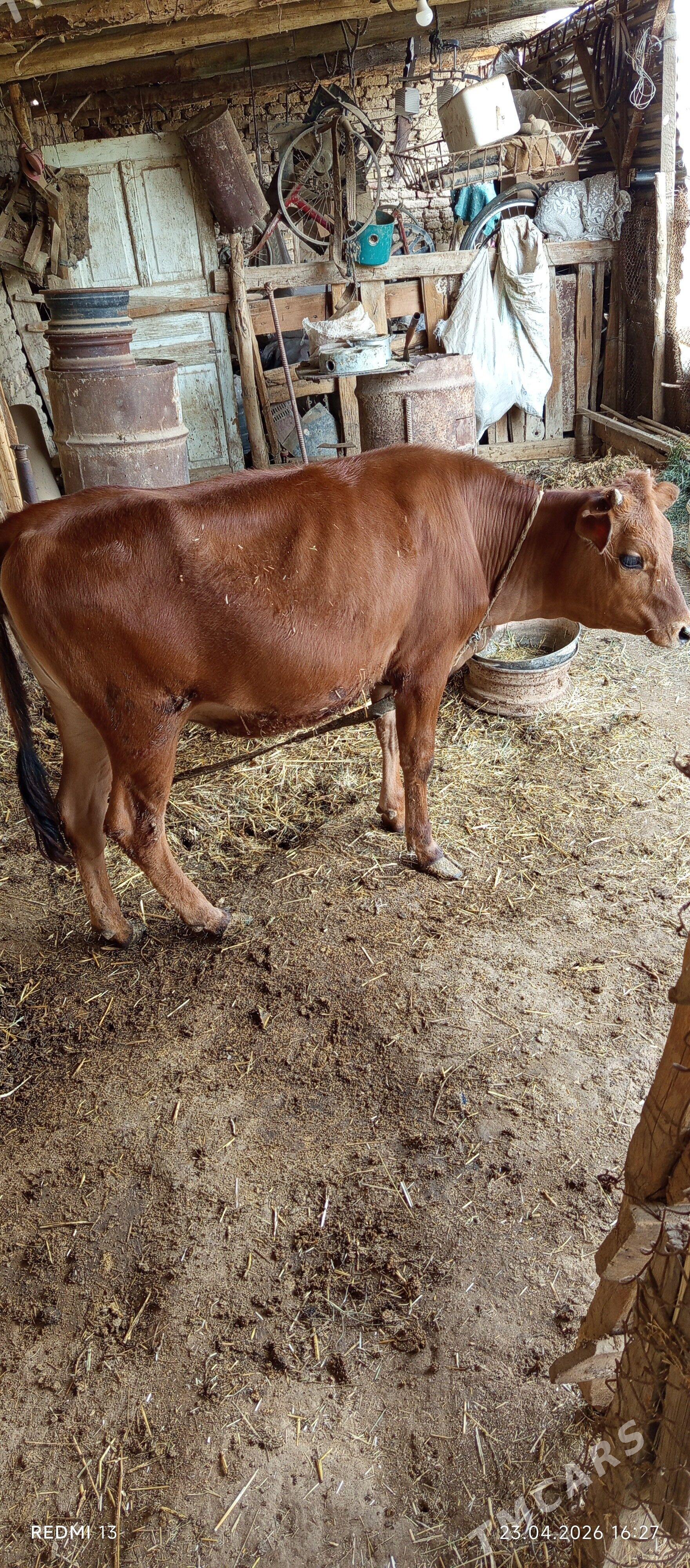 Gulajyn gole - Мары - img 1