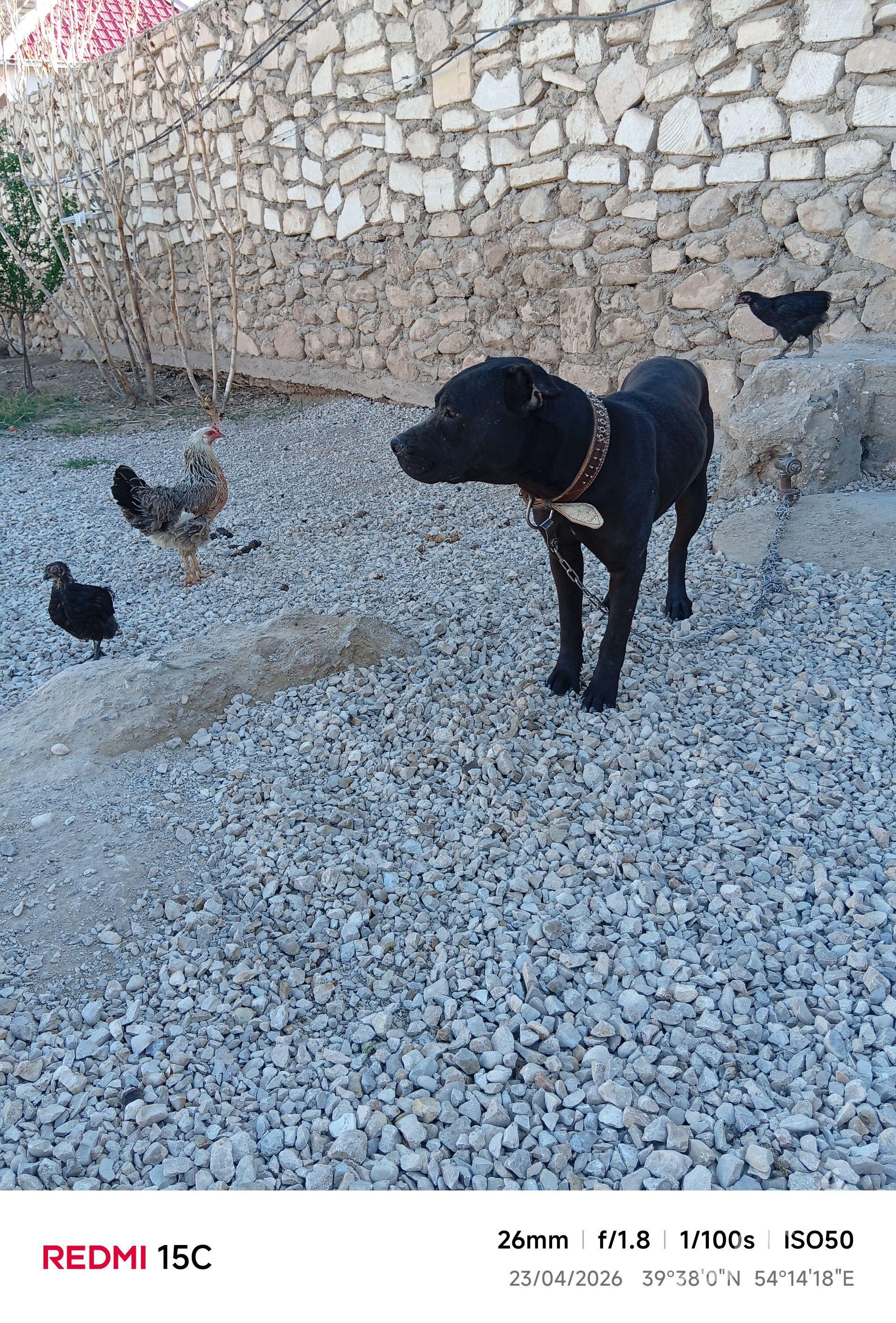 PİTBUL ERKEK - Balkanabat - img 1