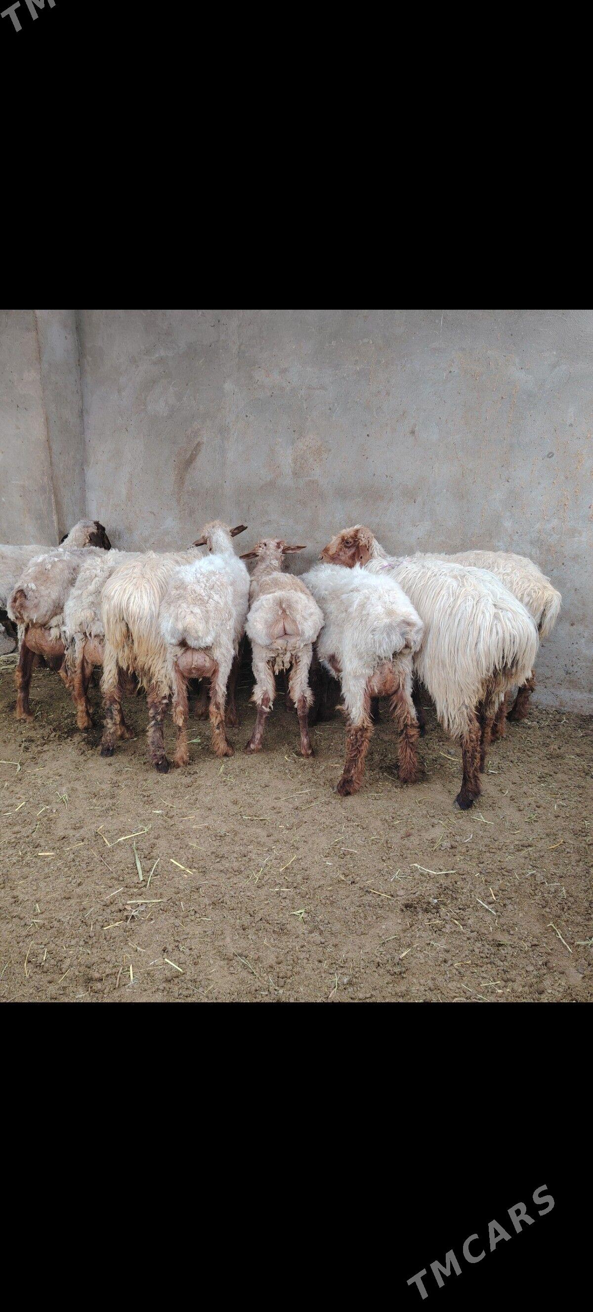 Goyun isek - Балканабат - img 1