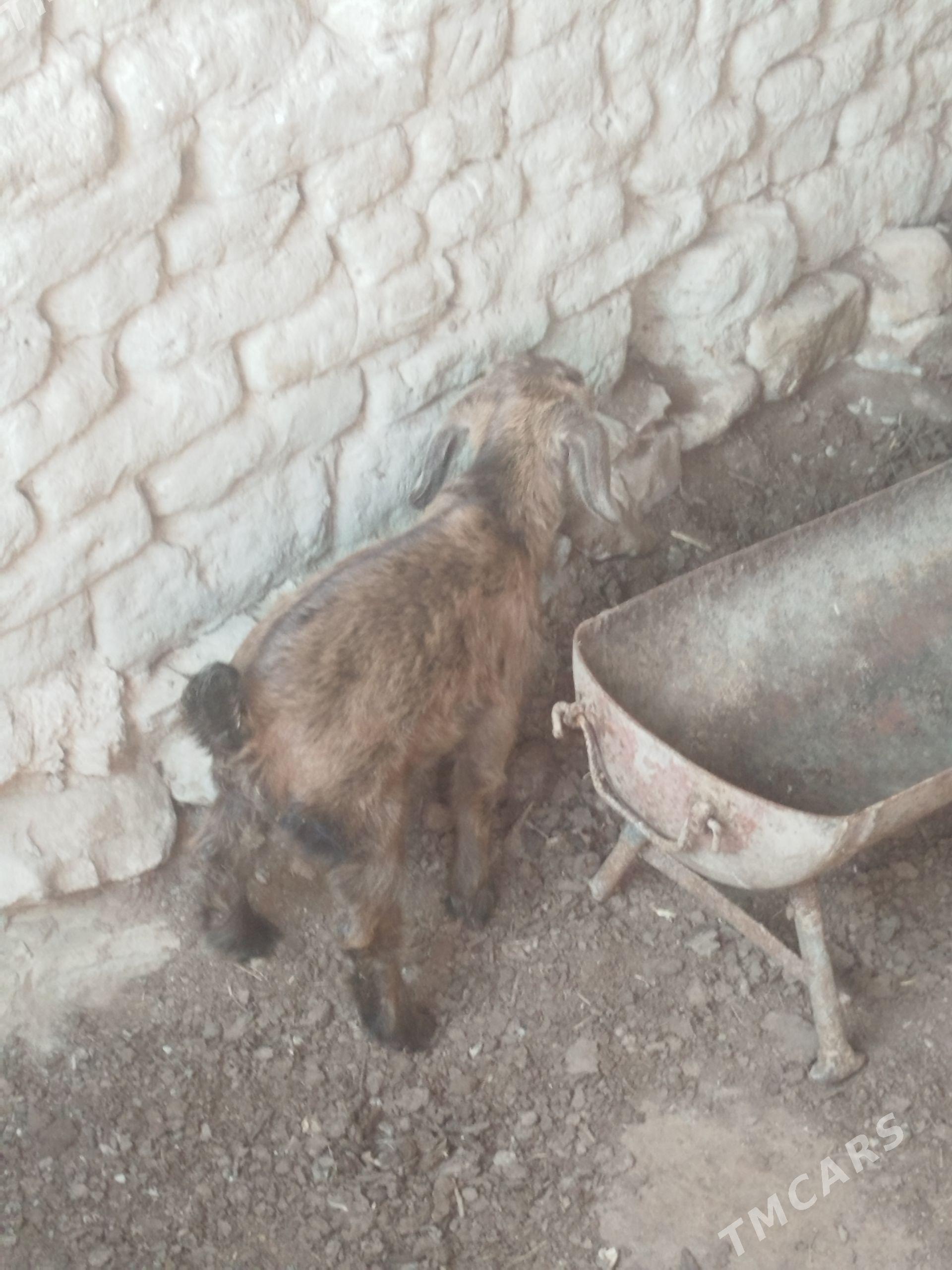 geci - Берекет - img 1