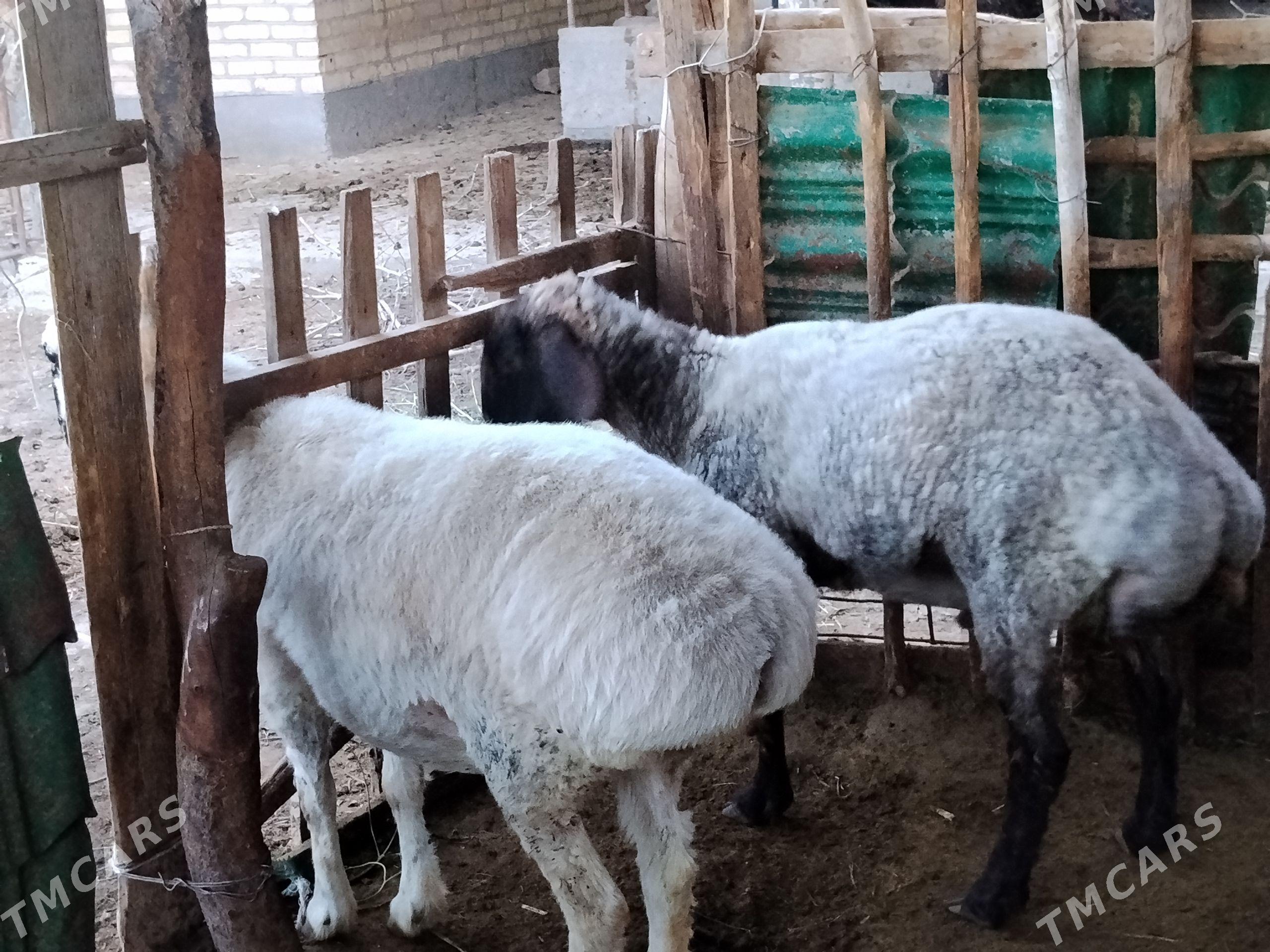 Ak goýun - Garabekewül - img 1