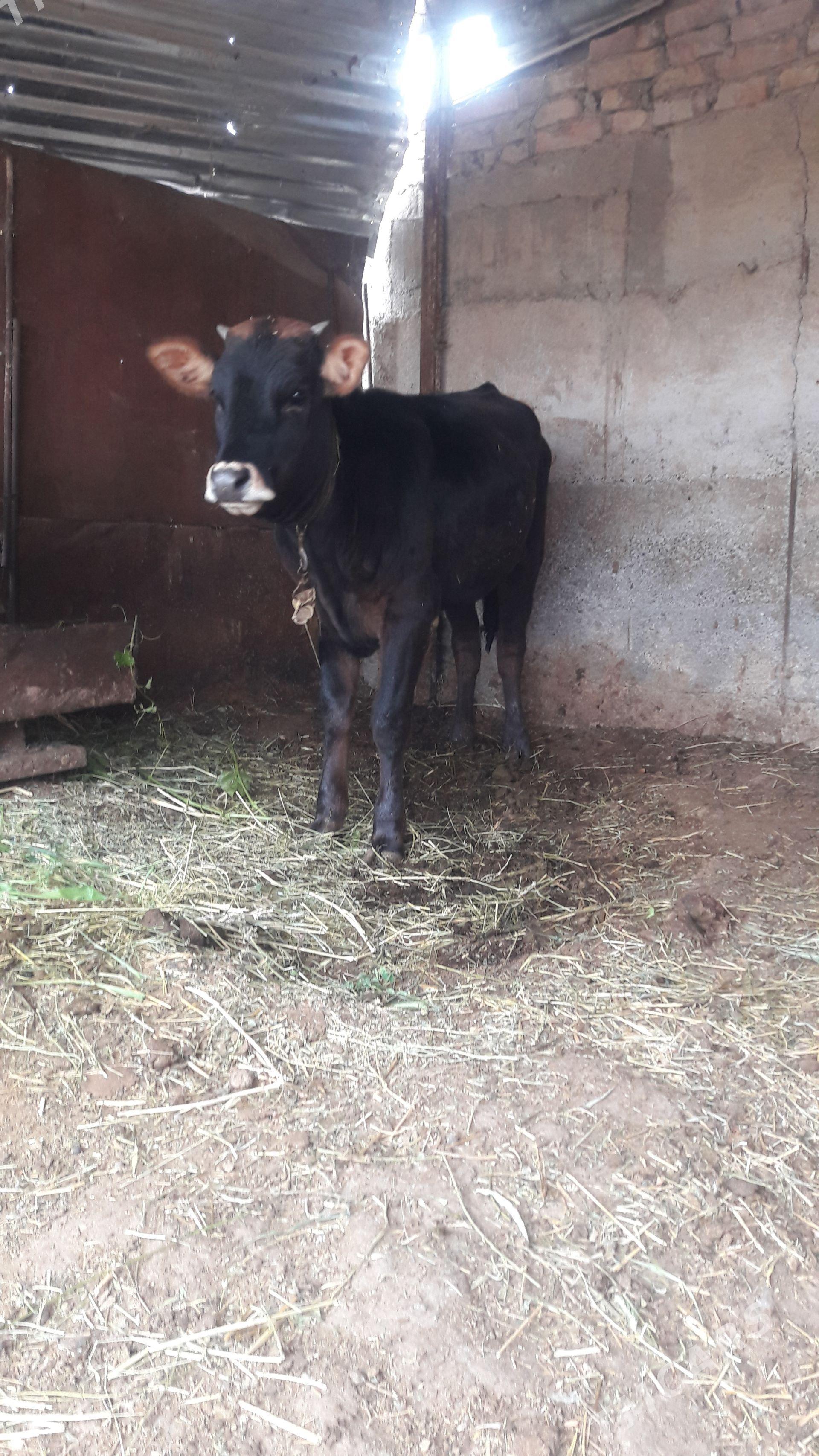 tuwe - Гёкдепе - img 1