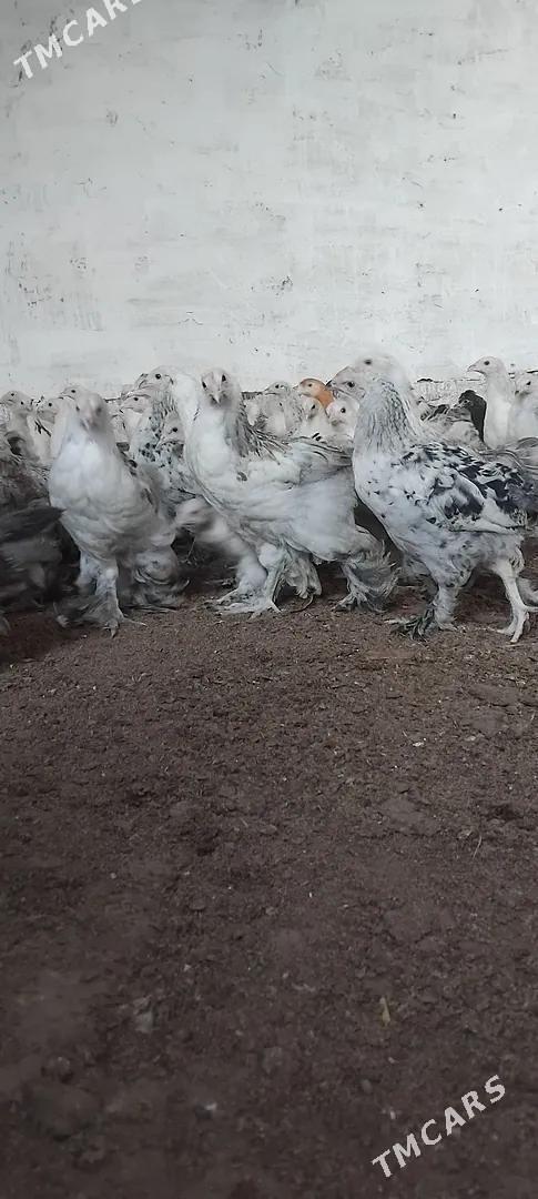 брама жуже - Сакар - img 1