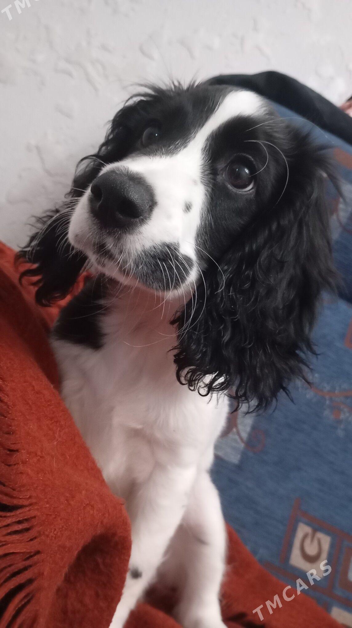 собака, щенок, gujuk - Ашхабад - img 1