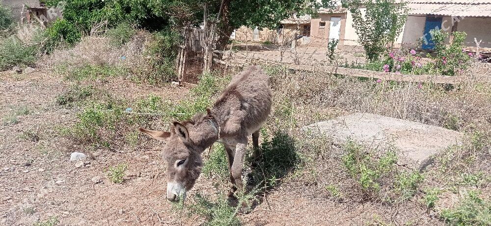eşek - Tejen - img 1