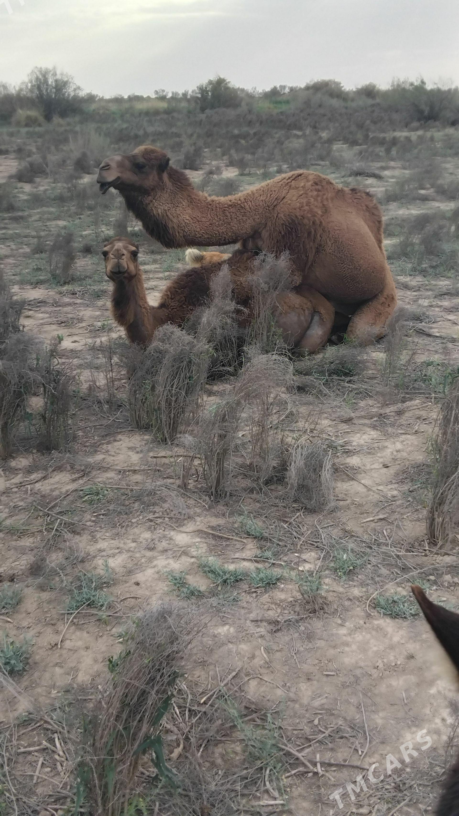 Köşekgil düýe - Garagum etraby - img 1