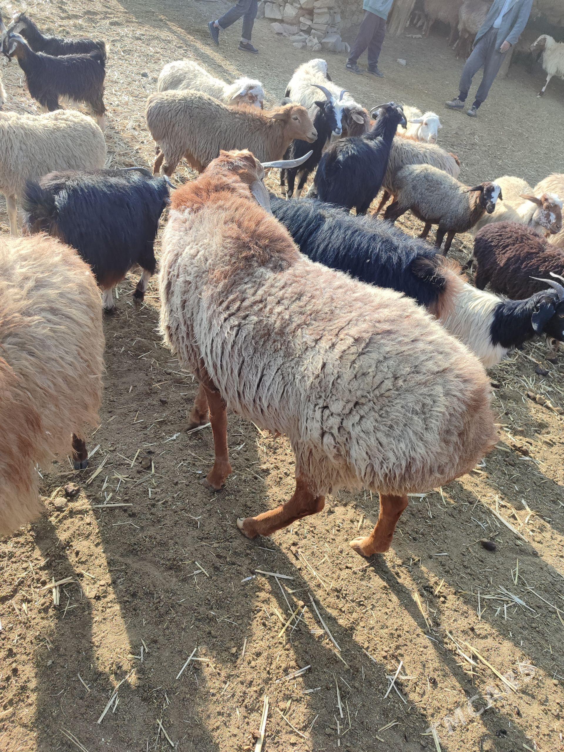 Gysar goç - Бахарден - img 1