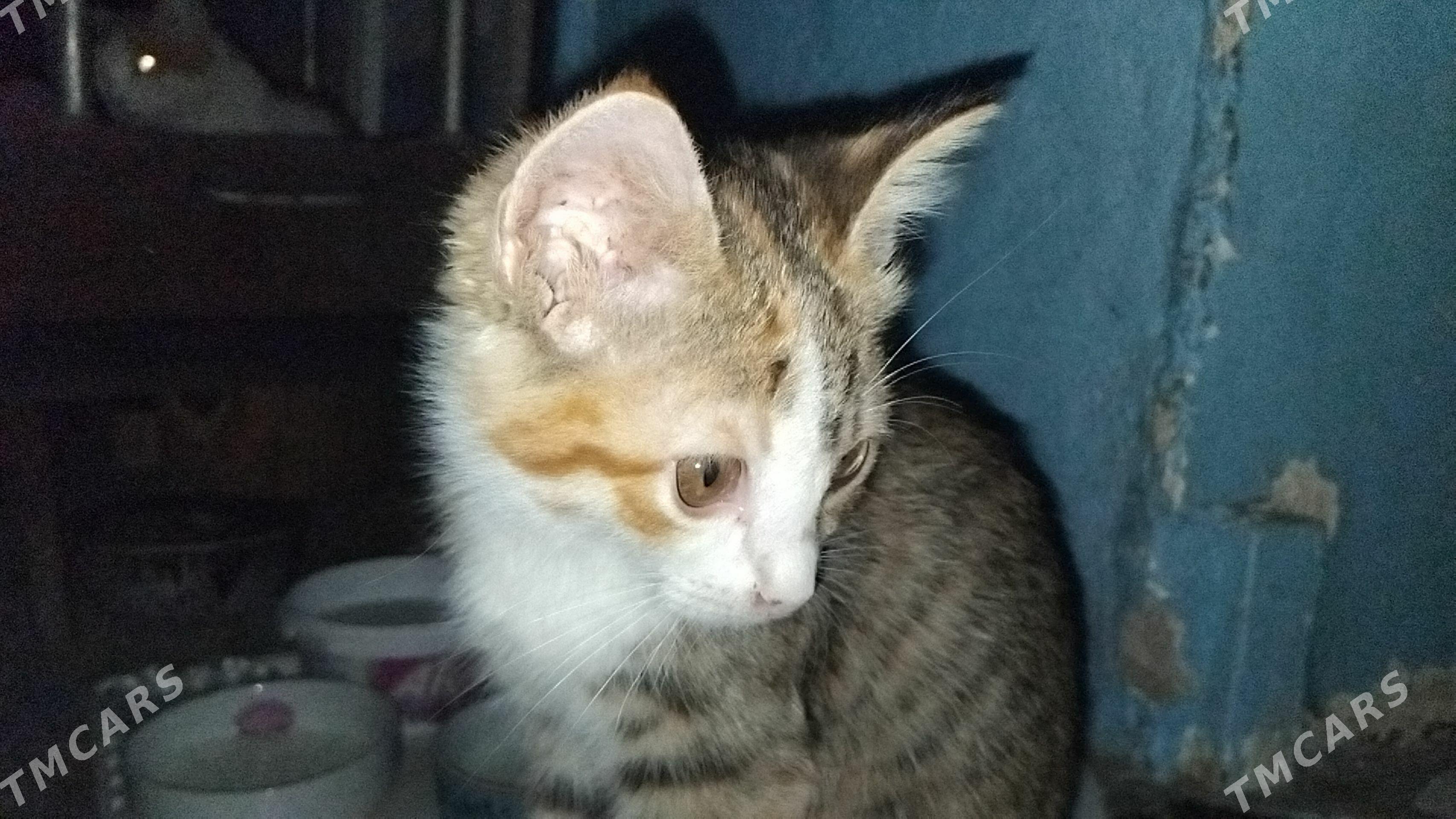 КОТЯТА - Aşgabat - img 1