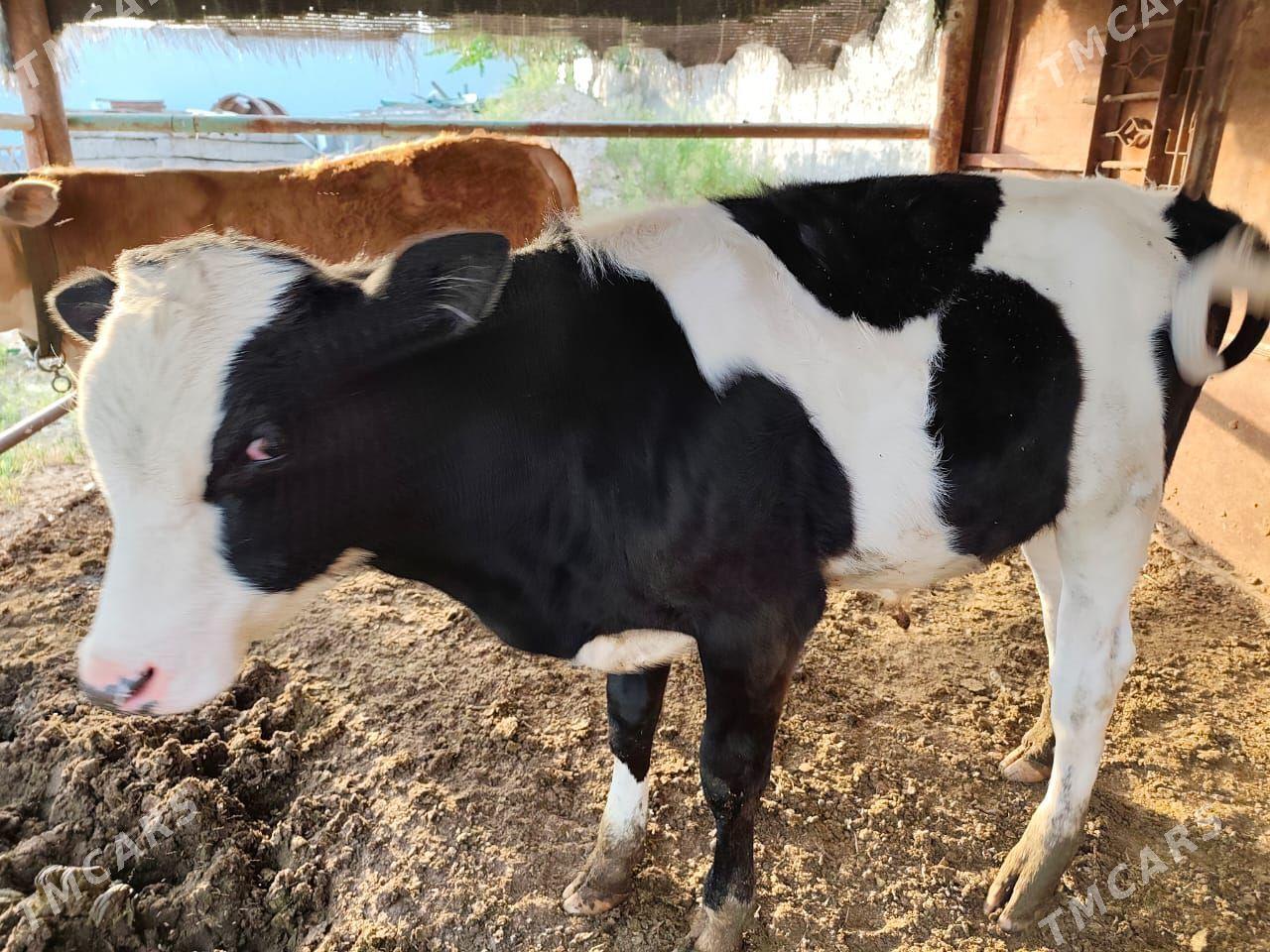 Simental we Gibrit göle - Ашхабад - img 1