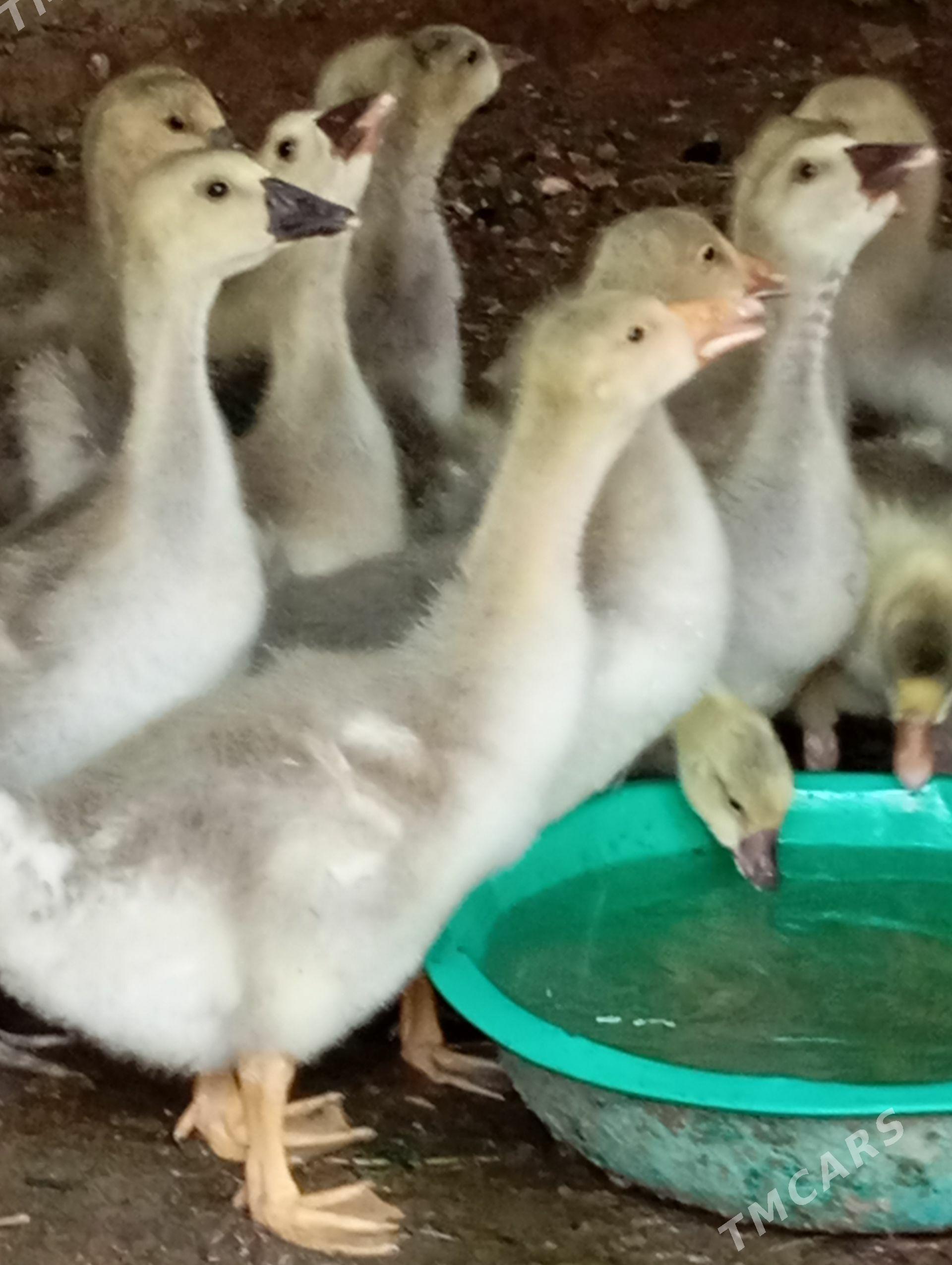 Gus juje - Ашхабад - img 1