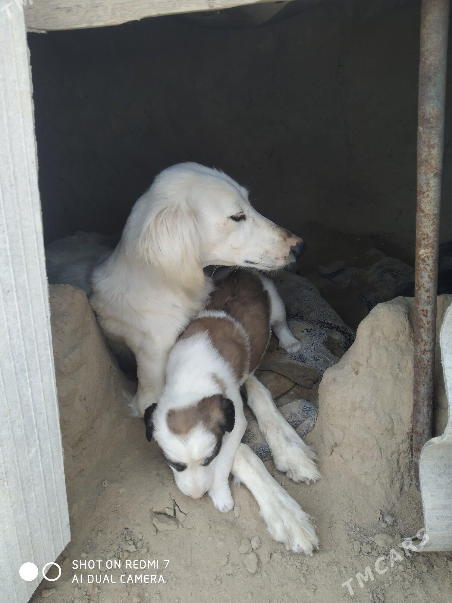 tazy - Balkanabat - img 1