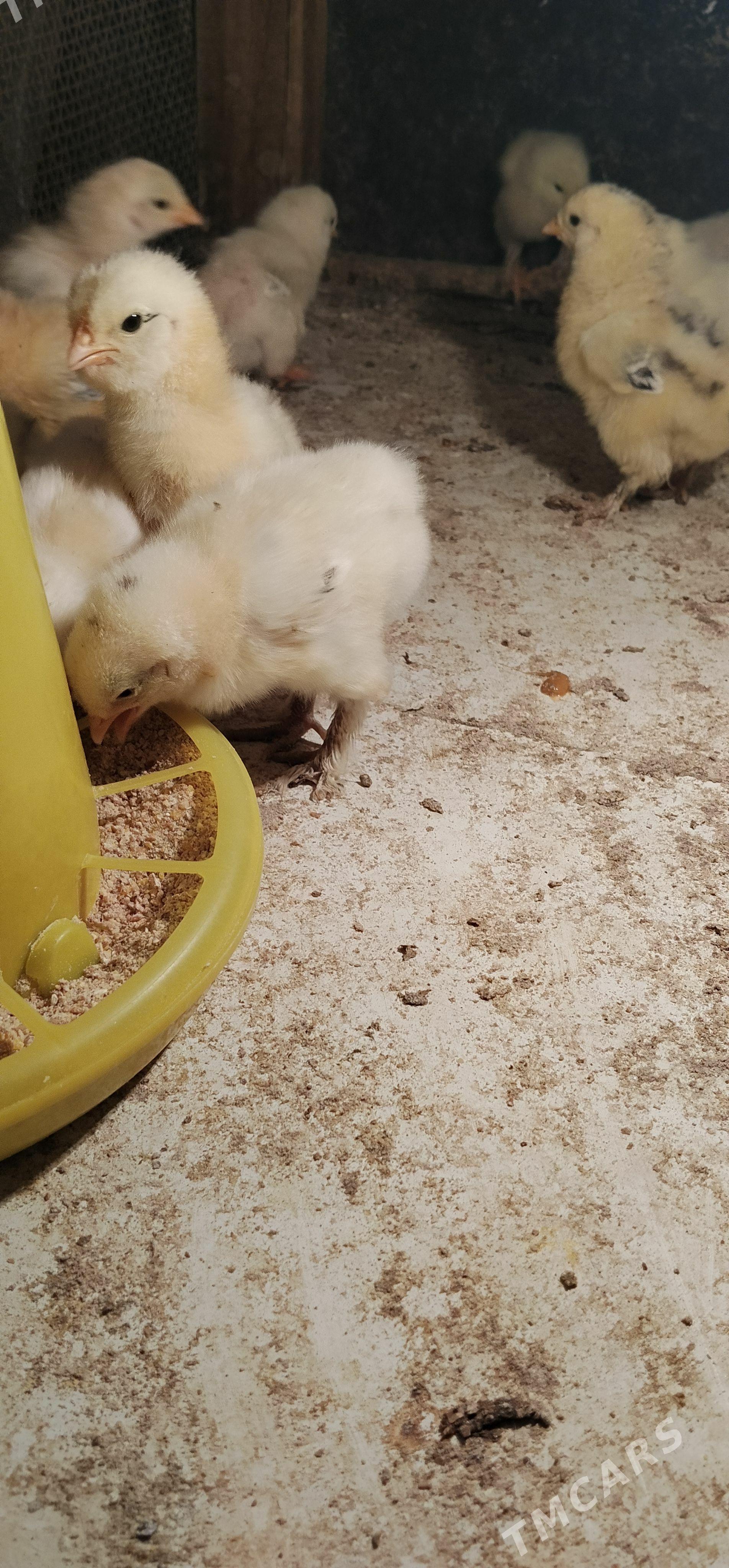 balgar balakly juyje - Ашхабад - img 1