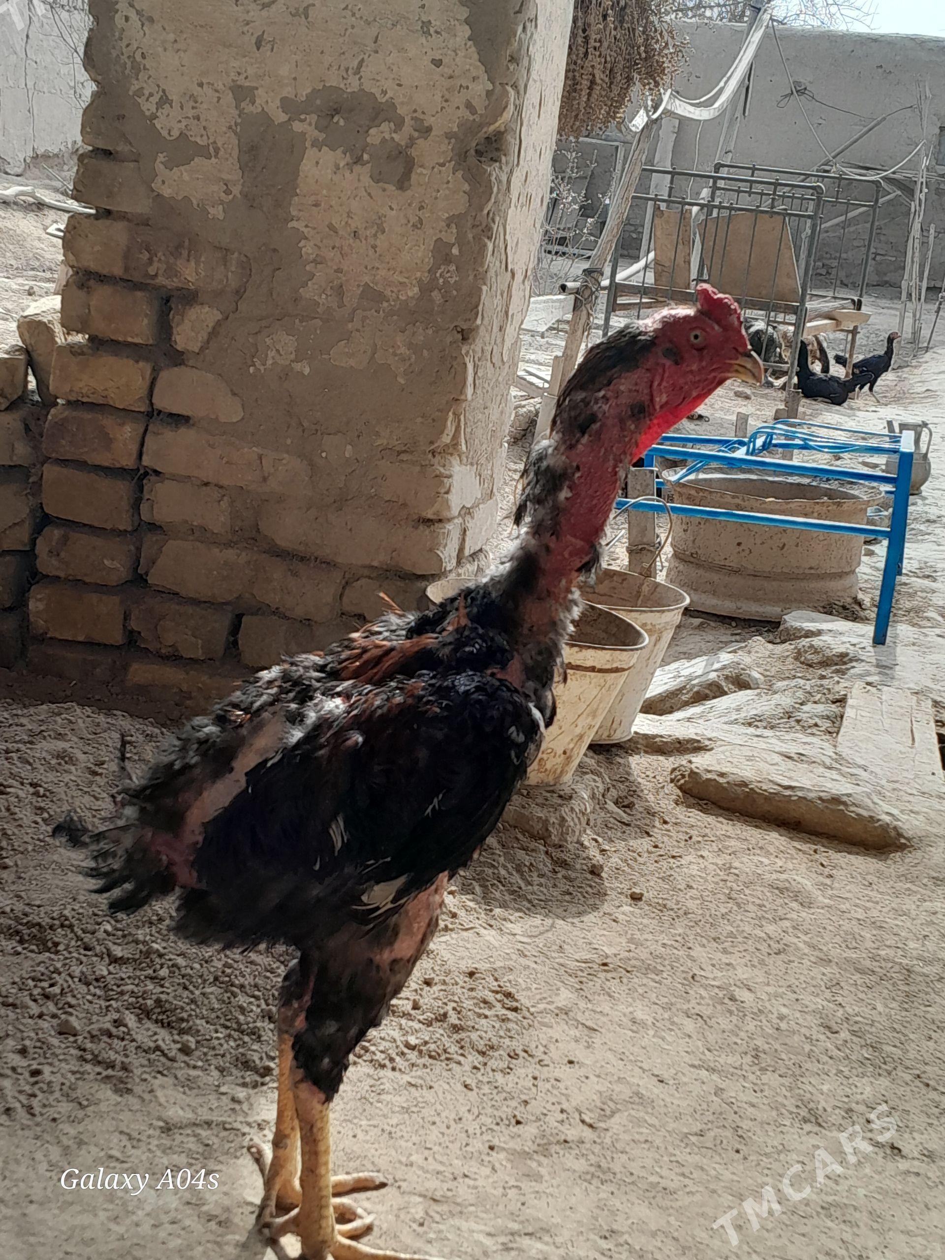 horaz - Шабатский этрап - img 1