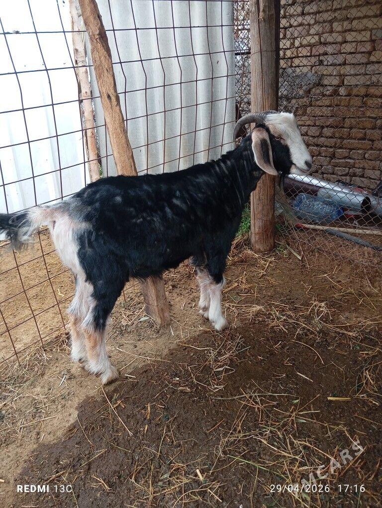 Teke - Ашхабад - img 1