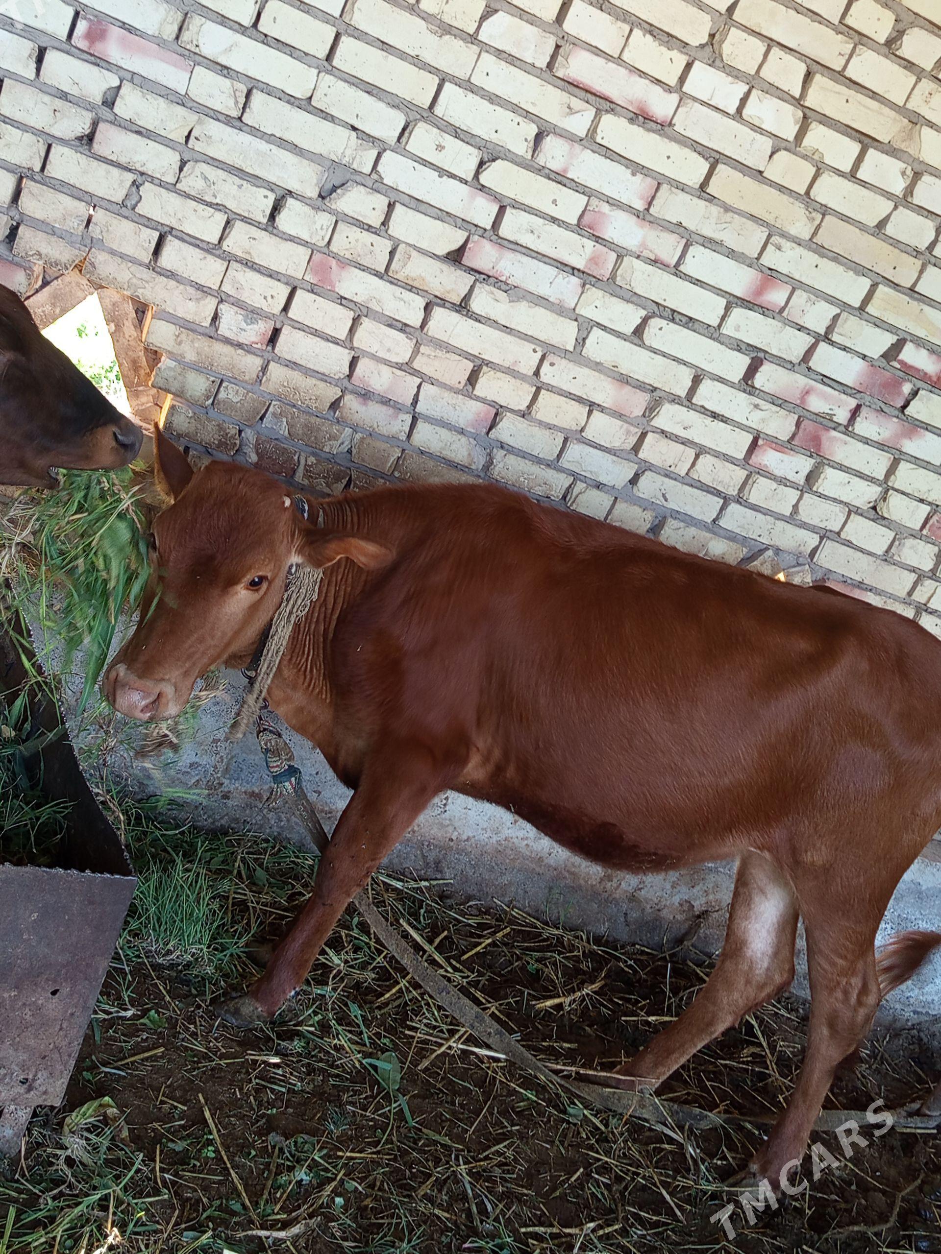 . göle. - Mary - img 1