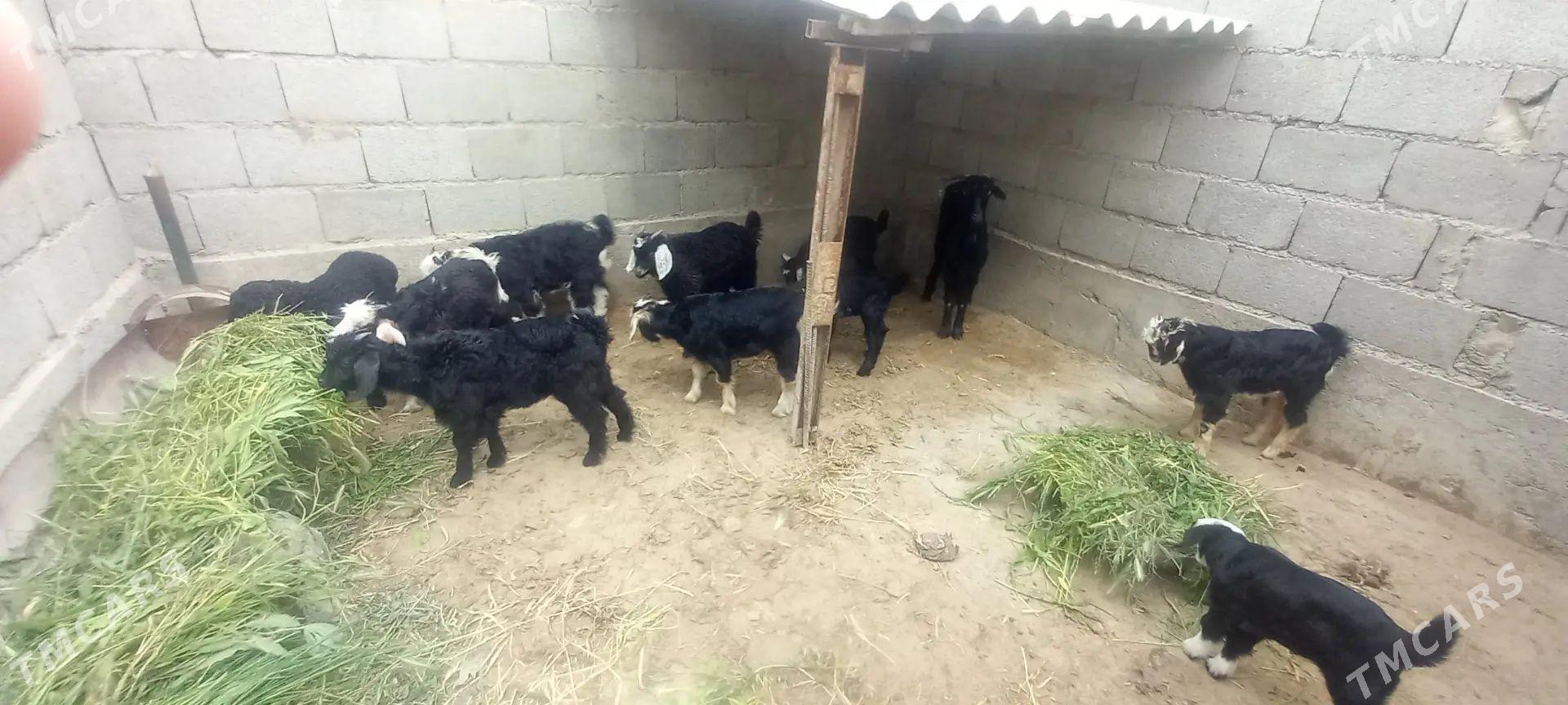 Owlaklar - Бахарден - img 1