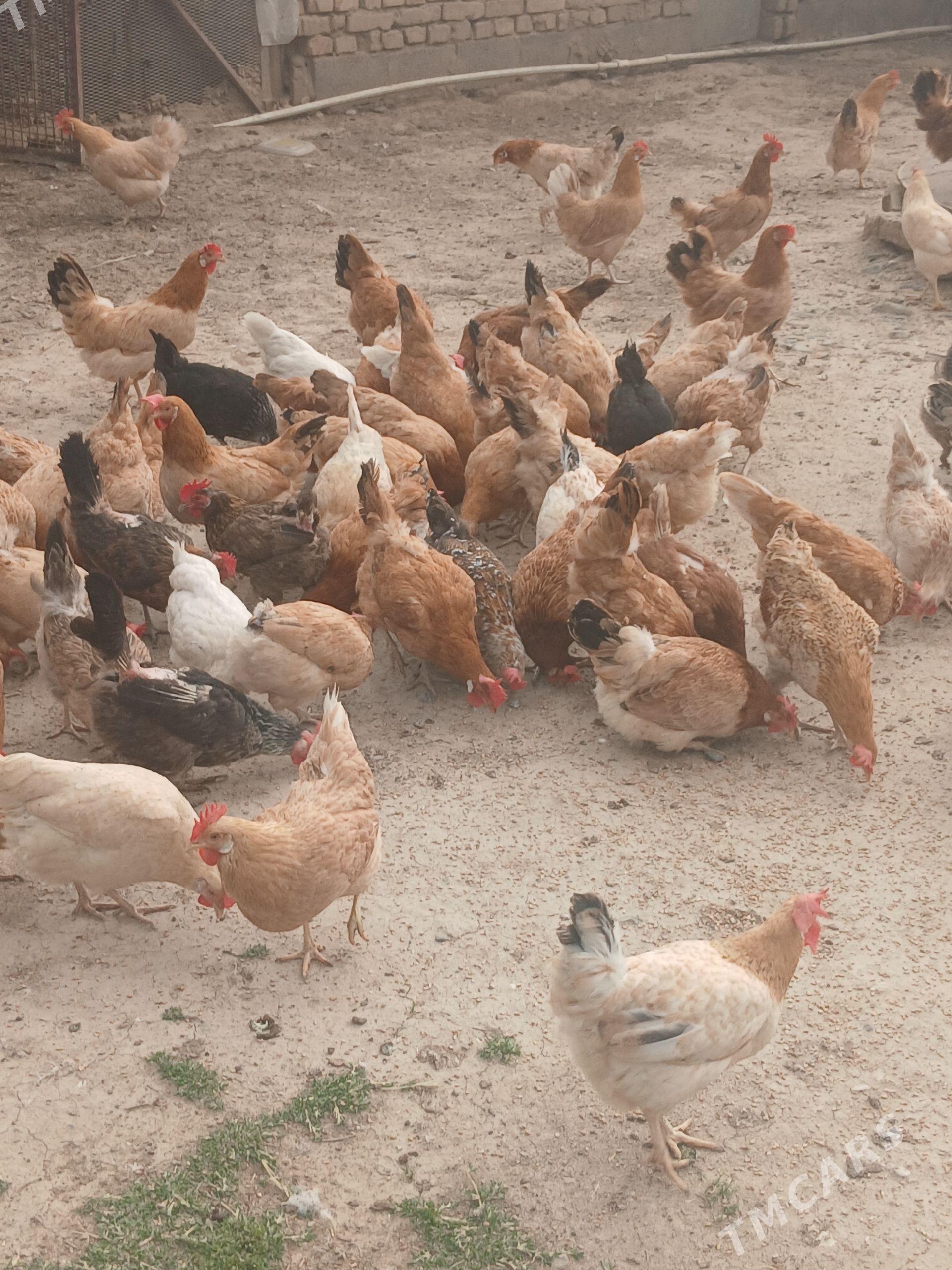 Guzlayjy towuk - Кака - img 1