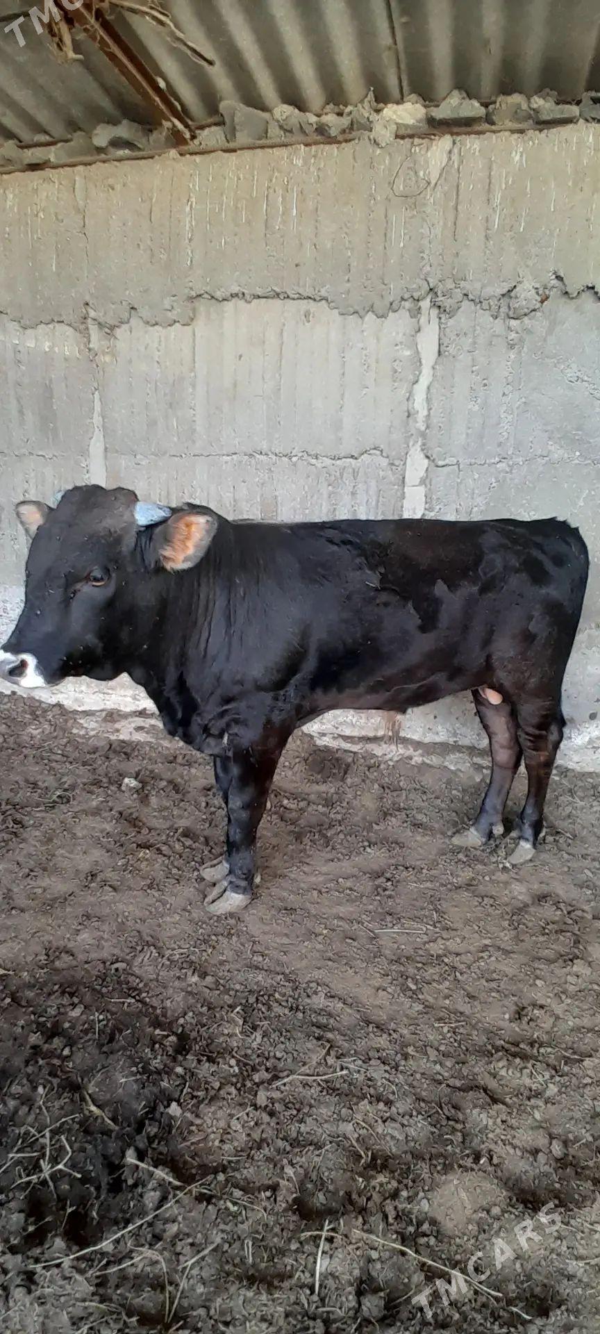 Öküz - Gökdepe - img 1