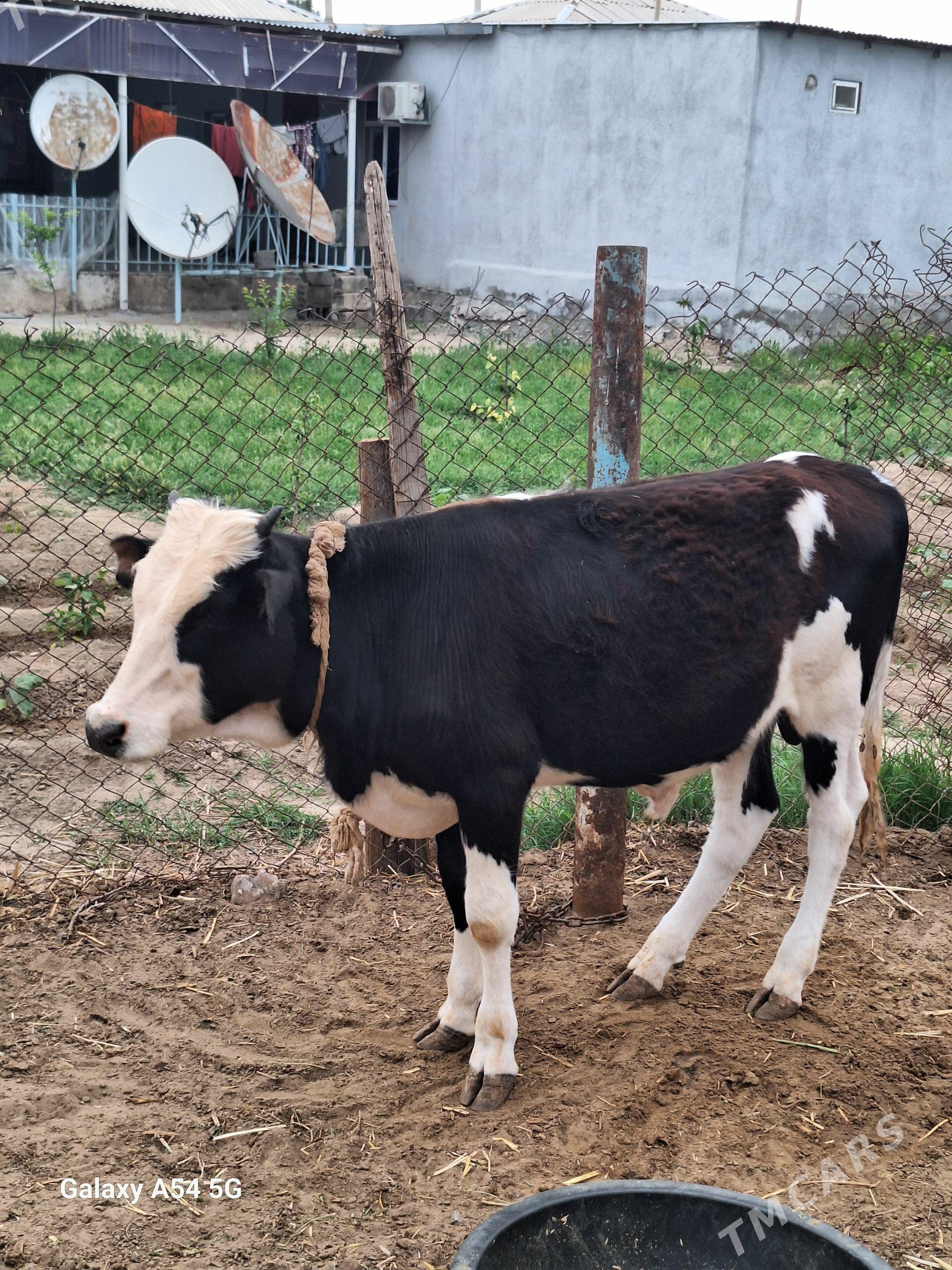 ALA GIBRIT OKUZCE - Гёкдепе - img 1