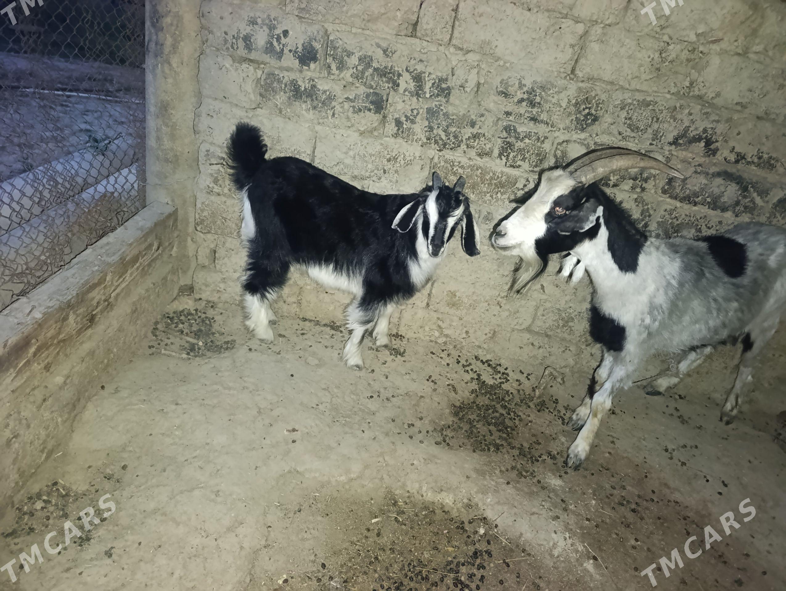 owlak - Бахарден - img 1