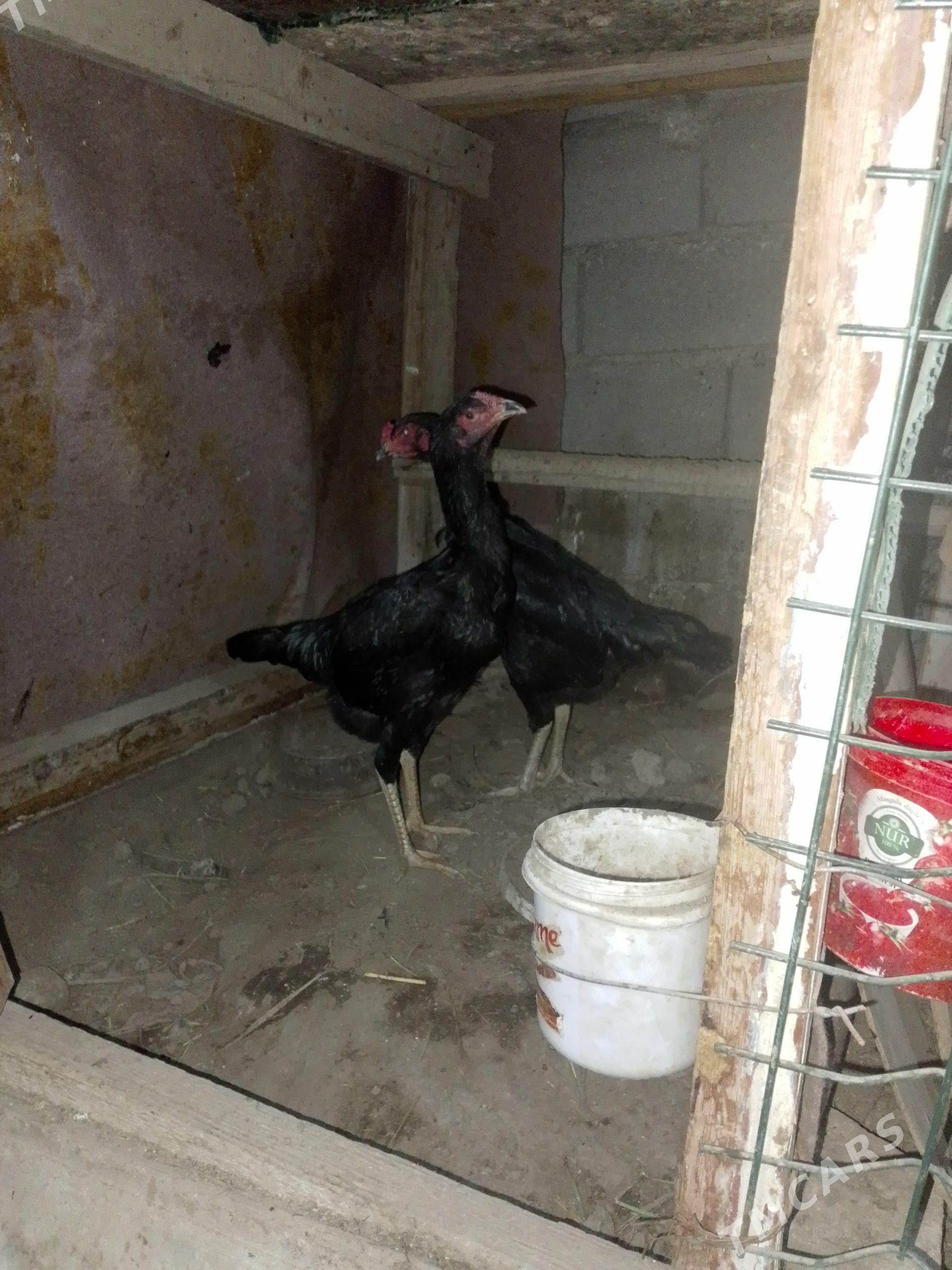 taskent - Aşgabat - img 1