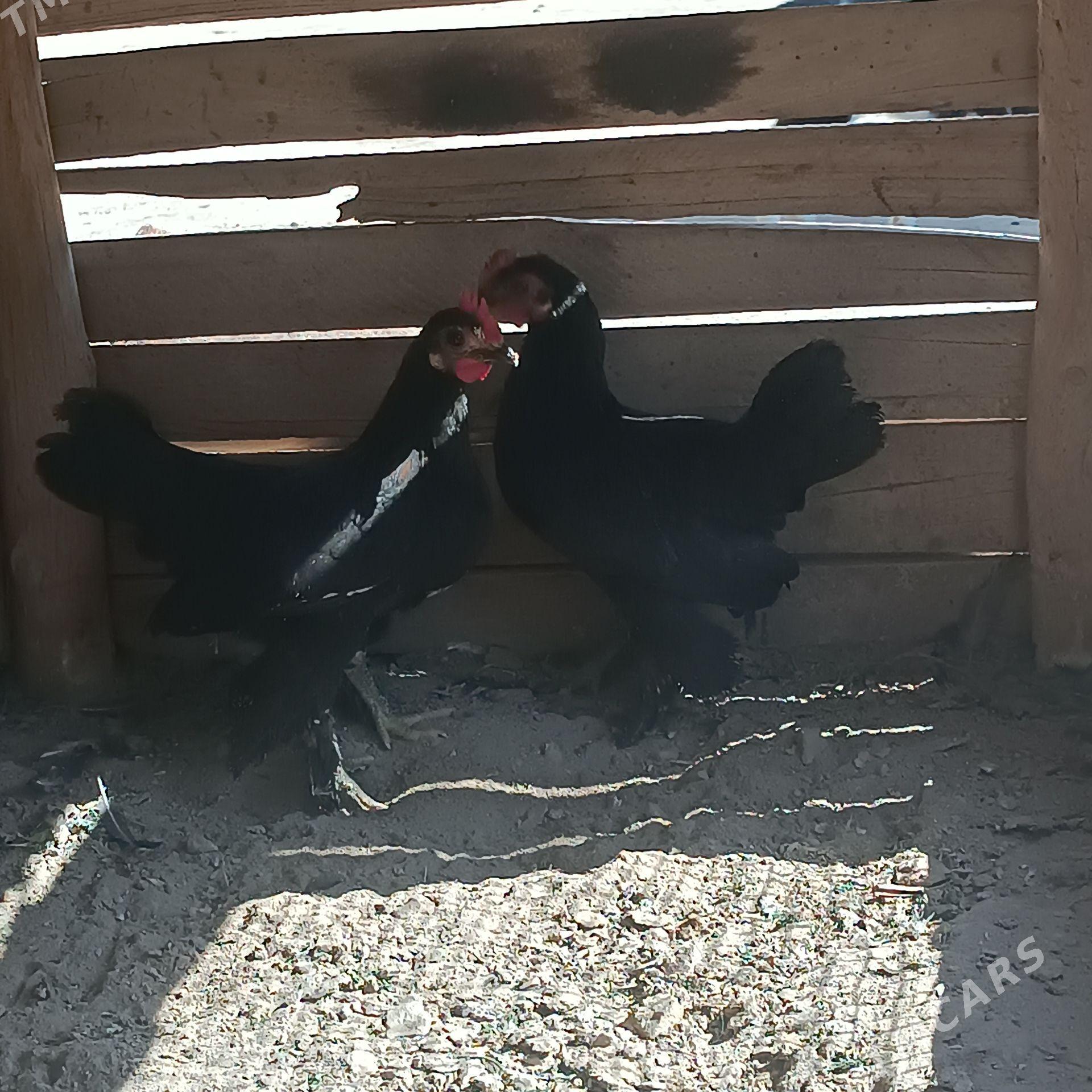 Ýapon juje - Farap - img 1