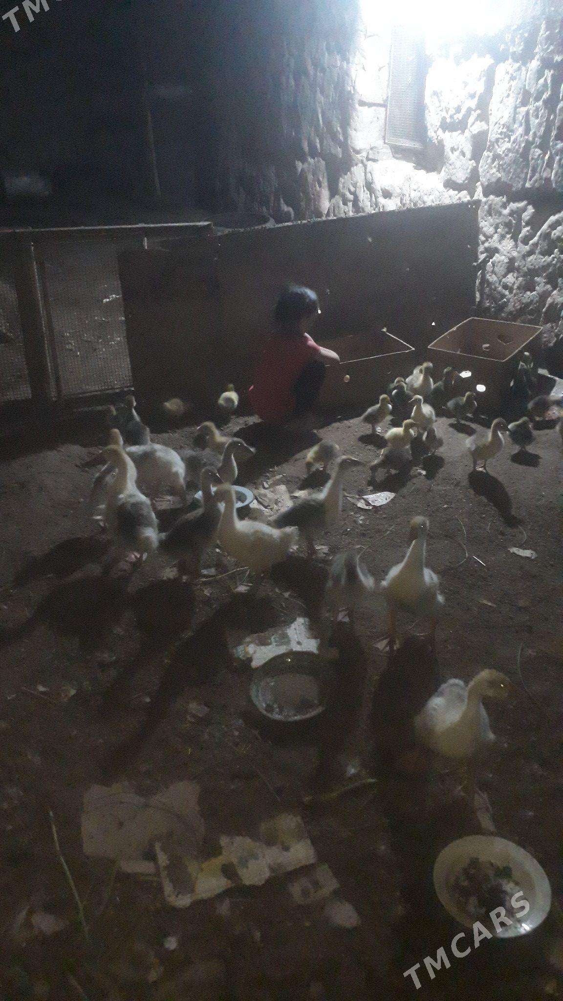 gaz juje - Daşoguz - img 1