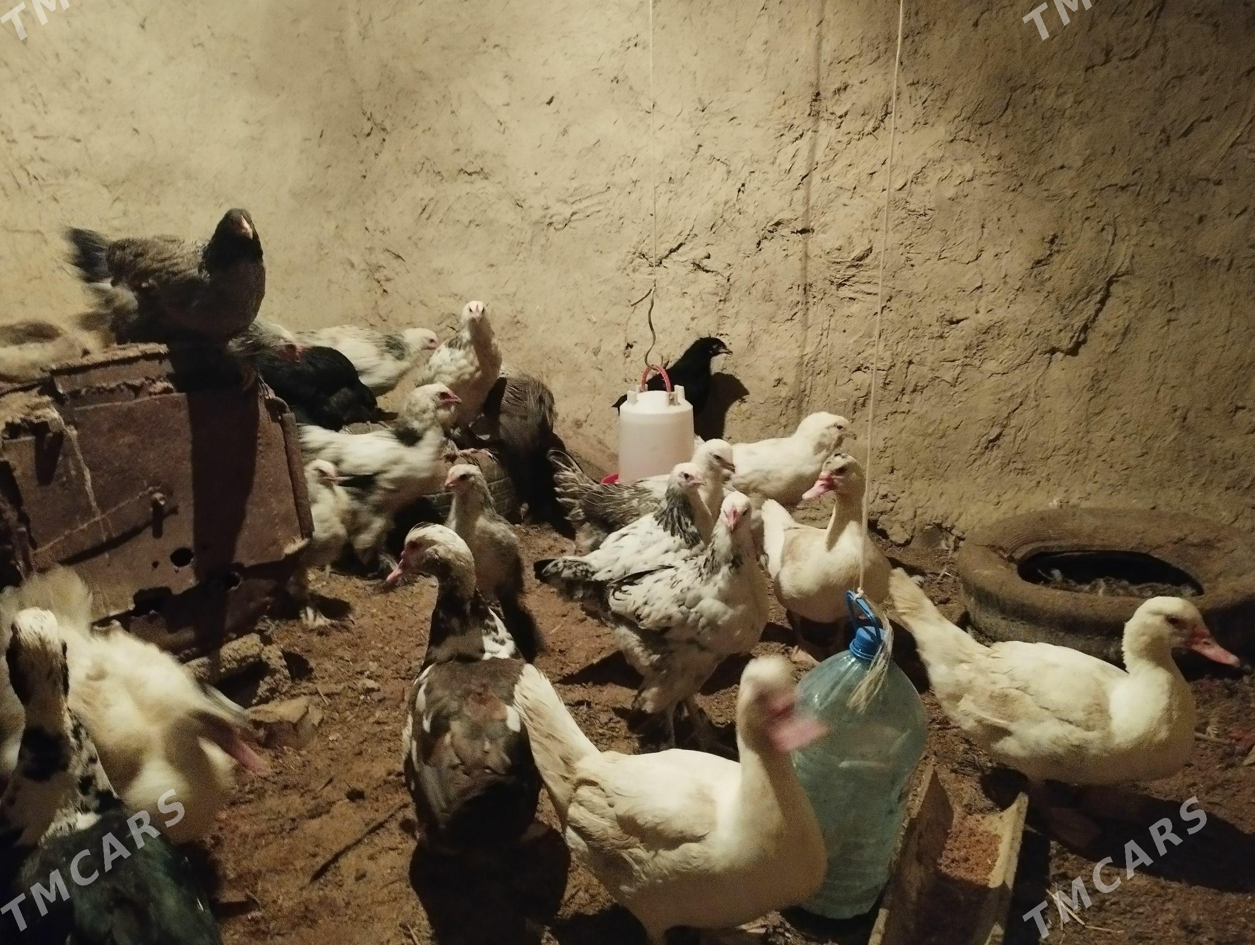 guslar - Bäherden - img 1