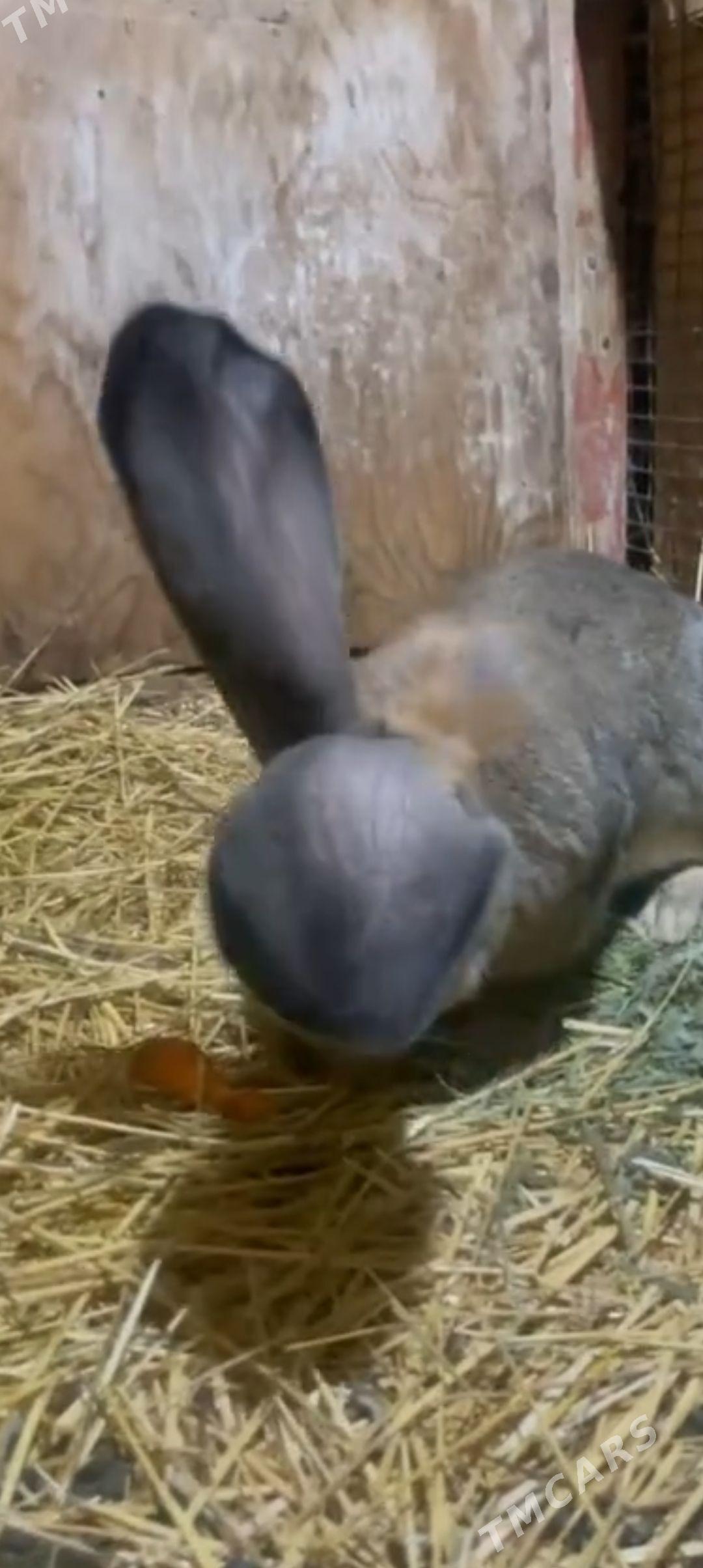 towsan - Векильбазар - img 1