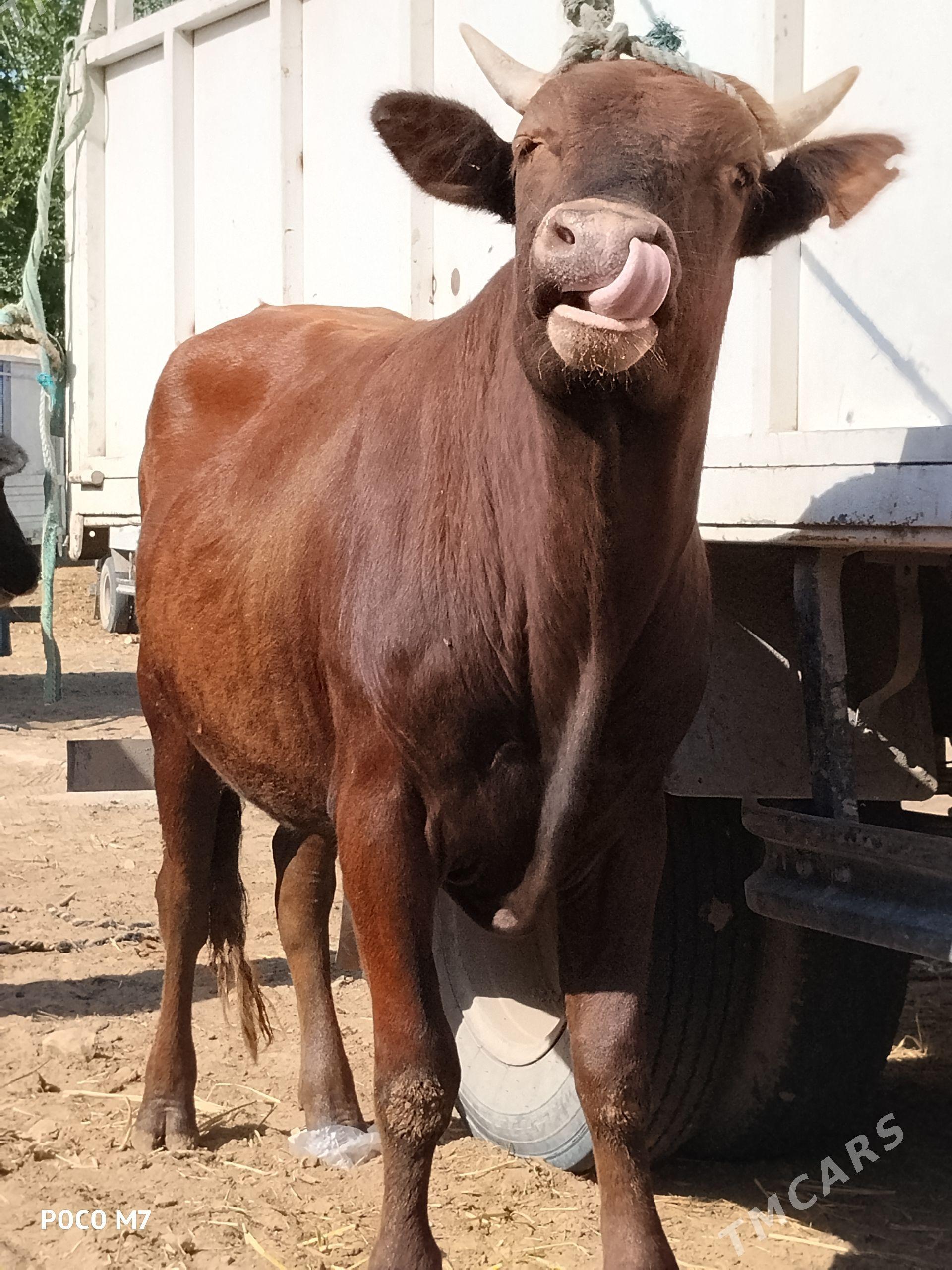 öküz - Чарджоу - img 1