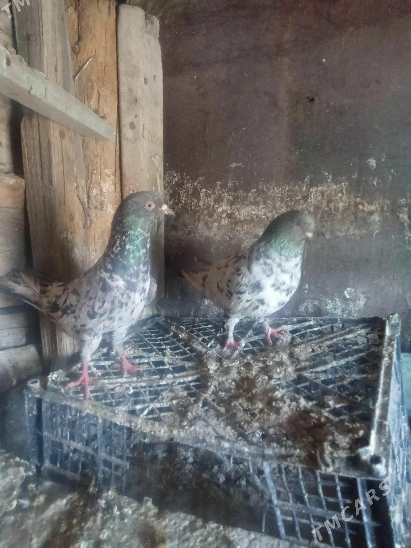 kepderi - Гызыларбат - img 1