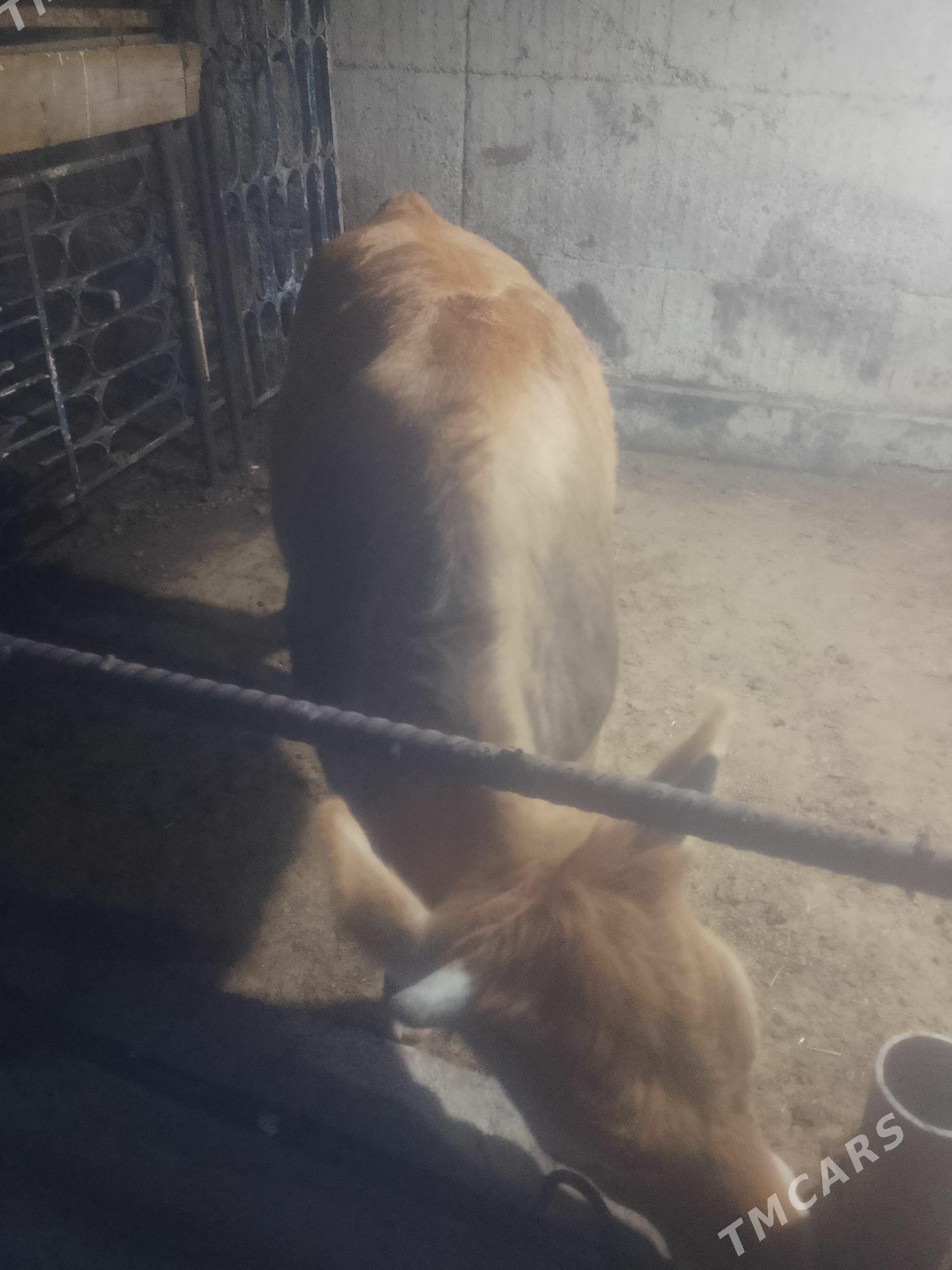 tuwe - Aşgabat - img 1