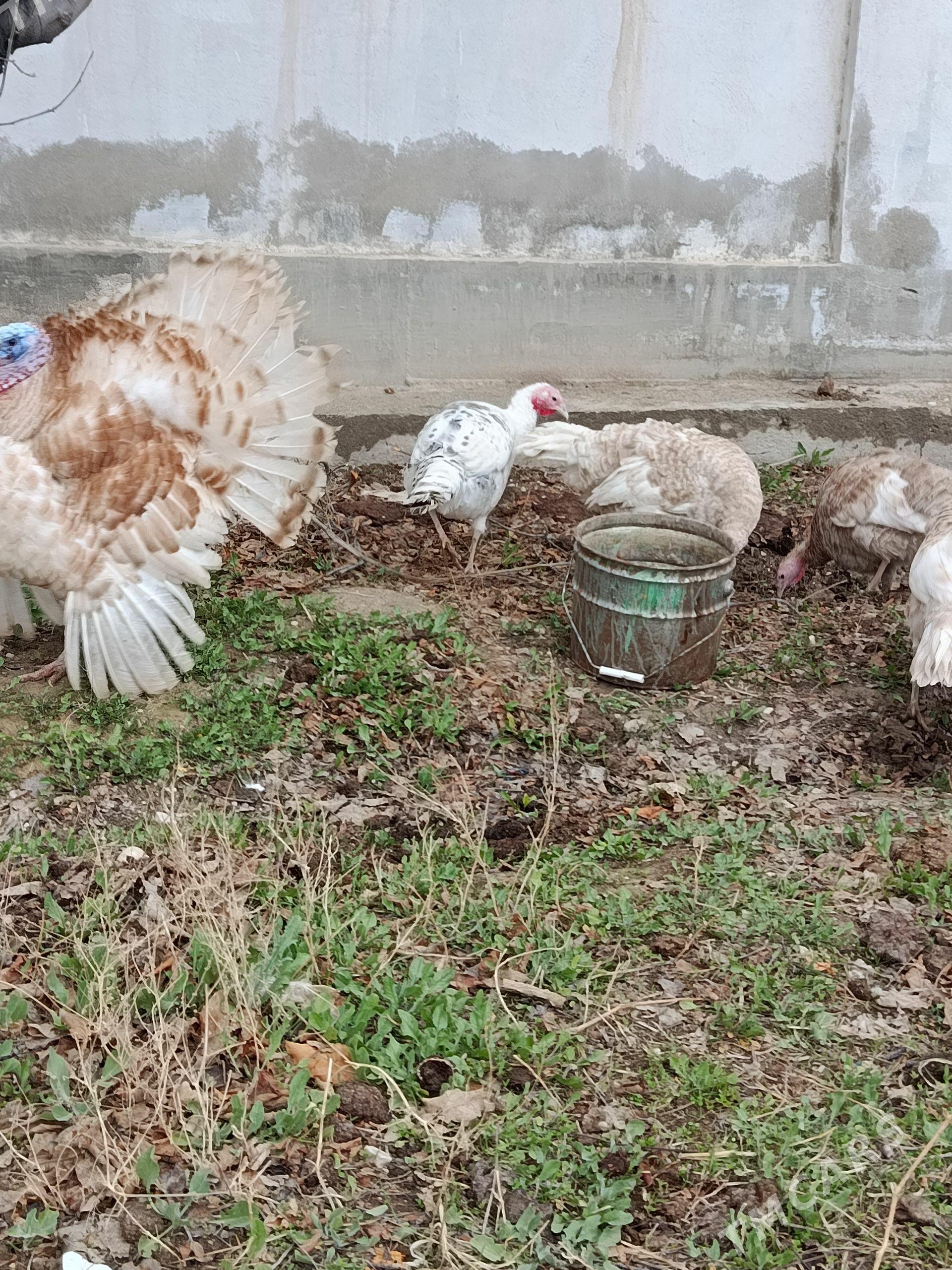 Indýuk juýje (индюк) - Balkanabat - img 1