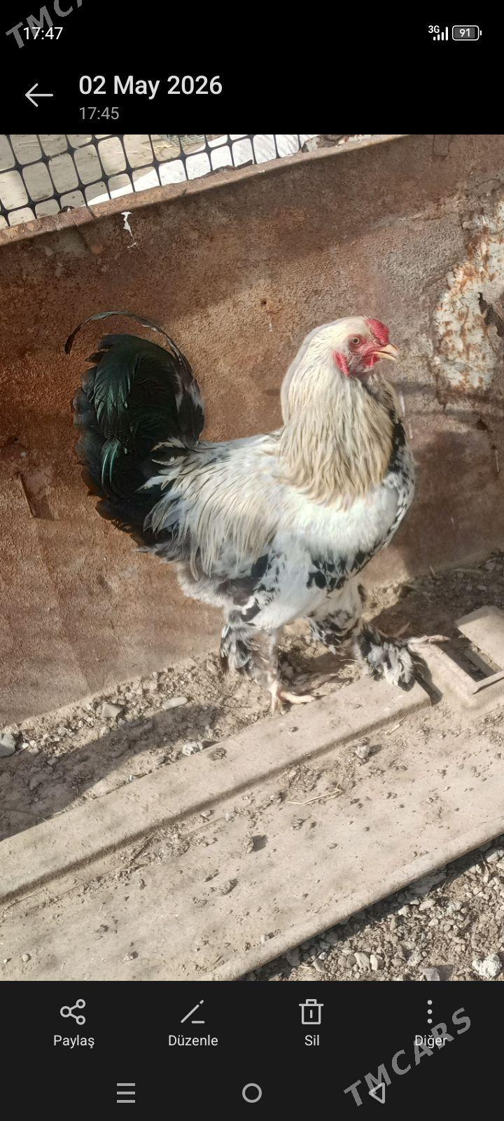 Horaž brama - Bereket - img 1