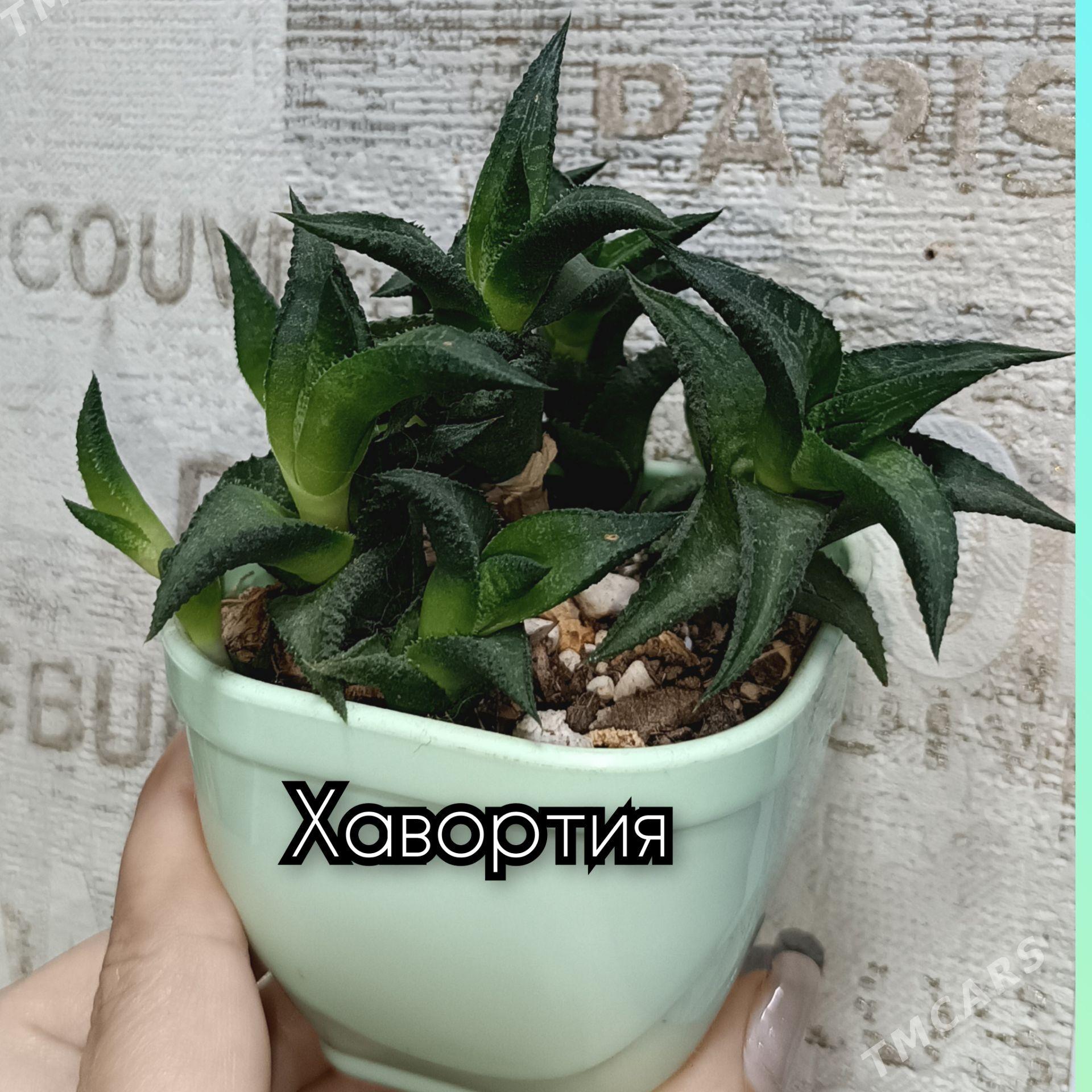 цветы д/дома,офиса,в подарок - Гаудан "В" - img 1
