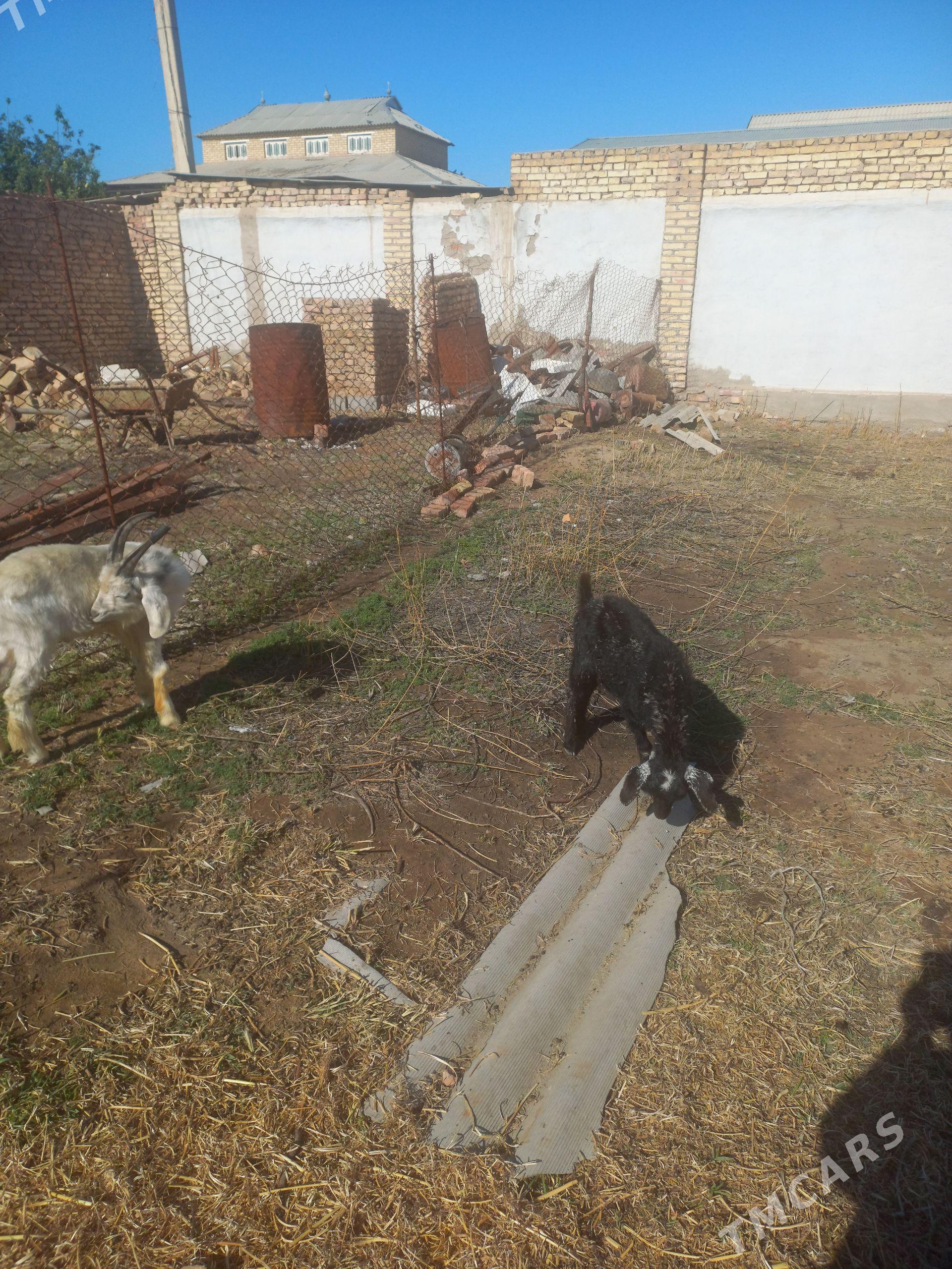 токлы - Mary - img 1