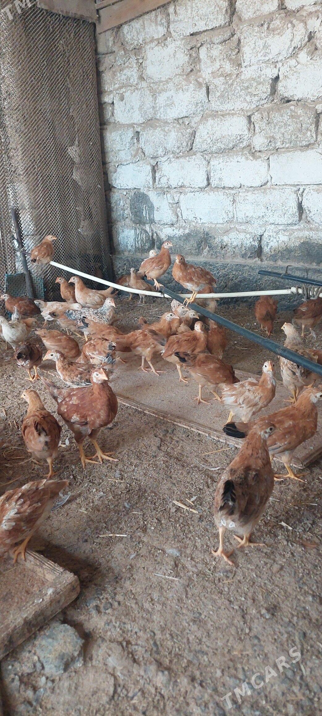 2 yarym aylyk juyjeler - Çoganly - img 1