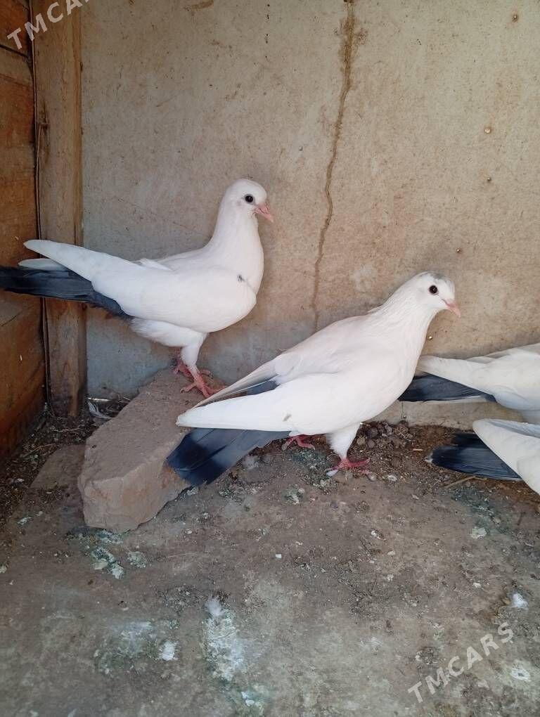 kepderi - Türkmenabat - img 1