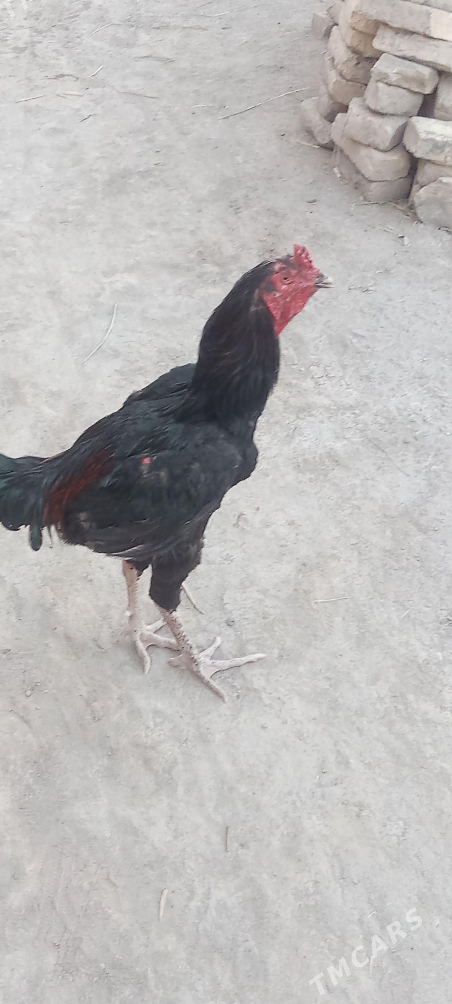 dakan horaz - Şabat etr. - img 1