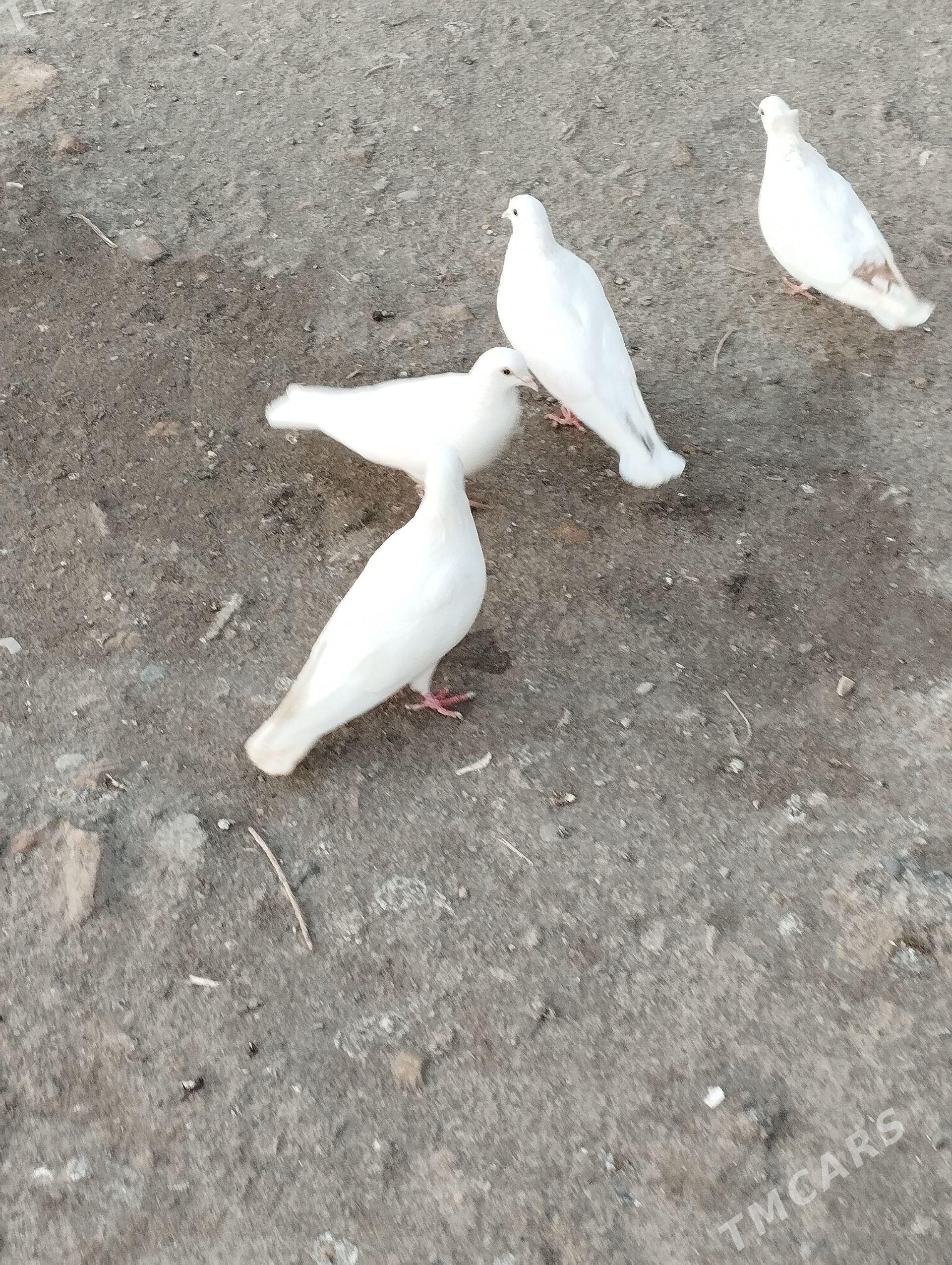 kepderi - Daşoguz - img 1
