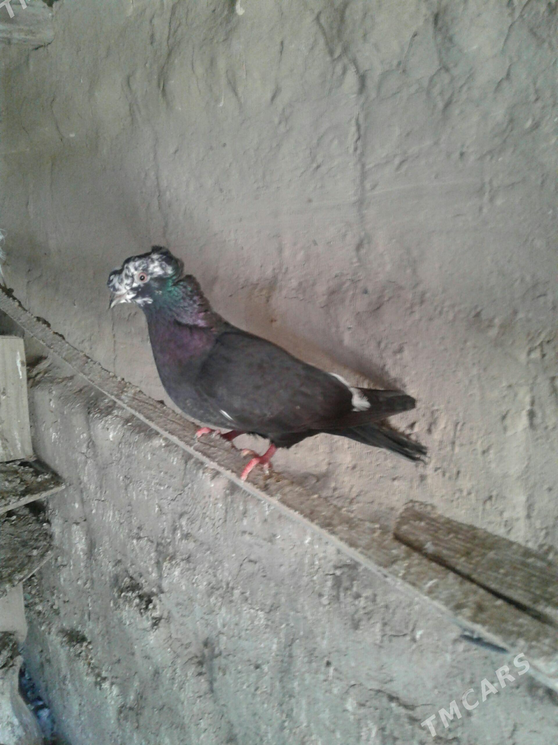 Kepderi - Мары - img 1