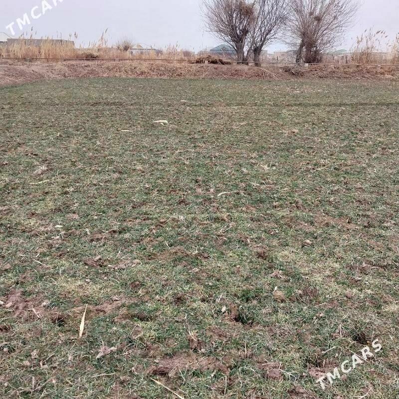melek yer Boldumsaz G.Atamedow - Болдумсаз - img 1