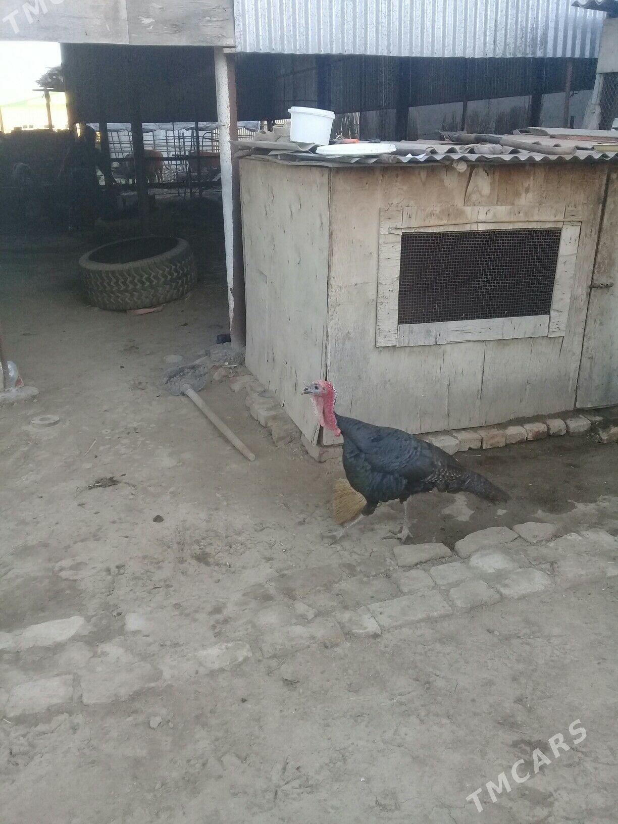induk - Wekilbazar - img 1