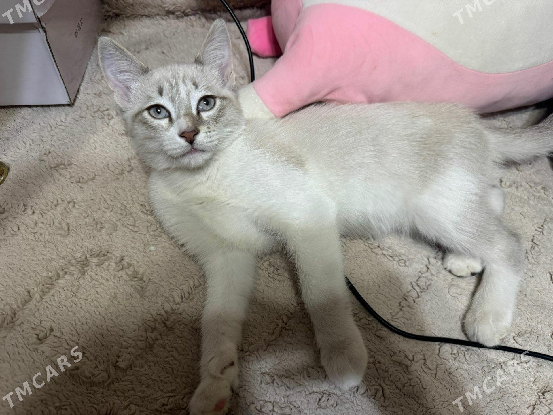 сиамский котик - 5 mkr - img 1